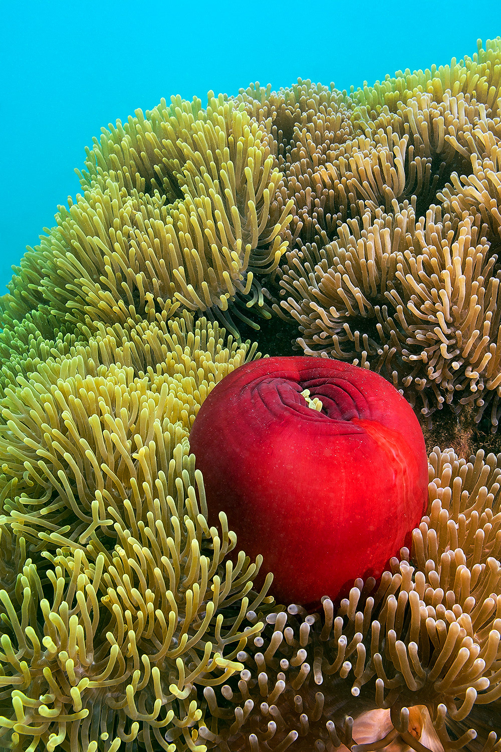 Magnificent sea anemones colony - Heteractis magnifica