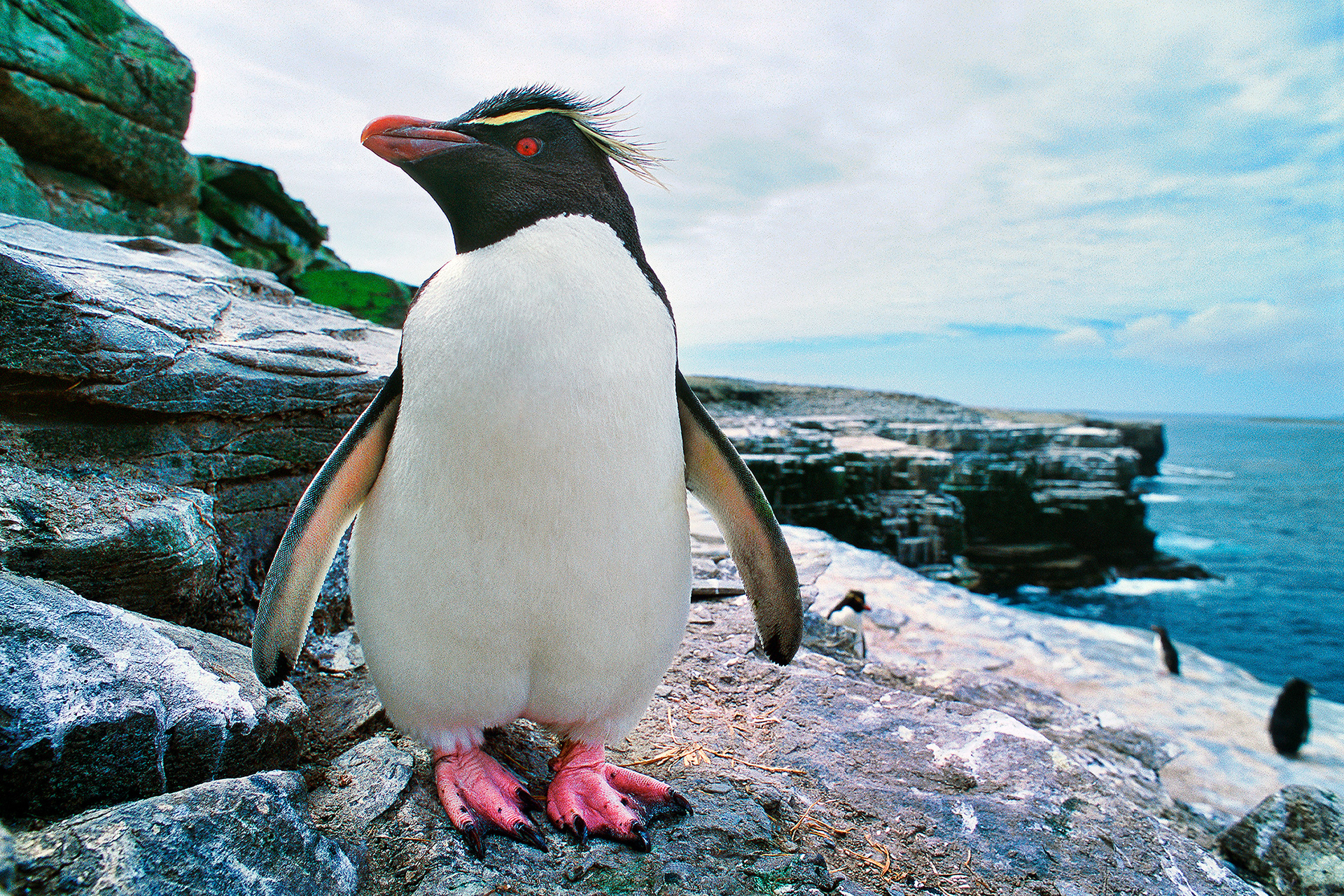 Southern rockhopper penguin - Eudyptes chrysocome