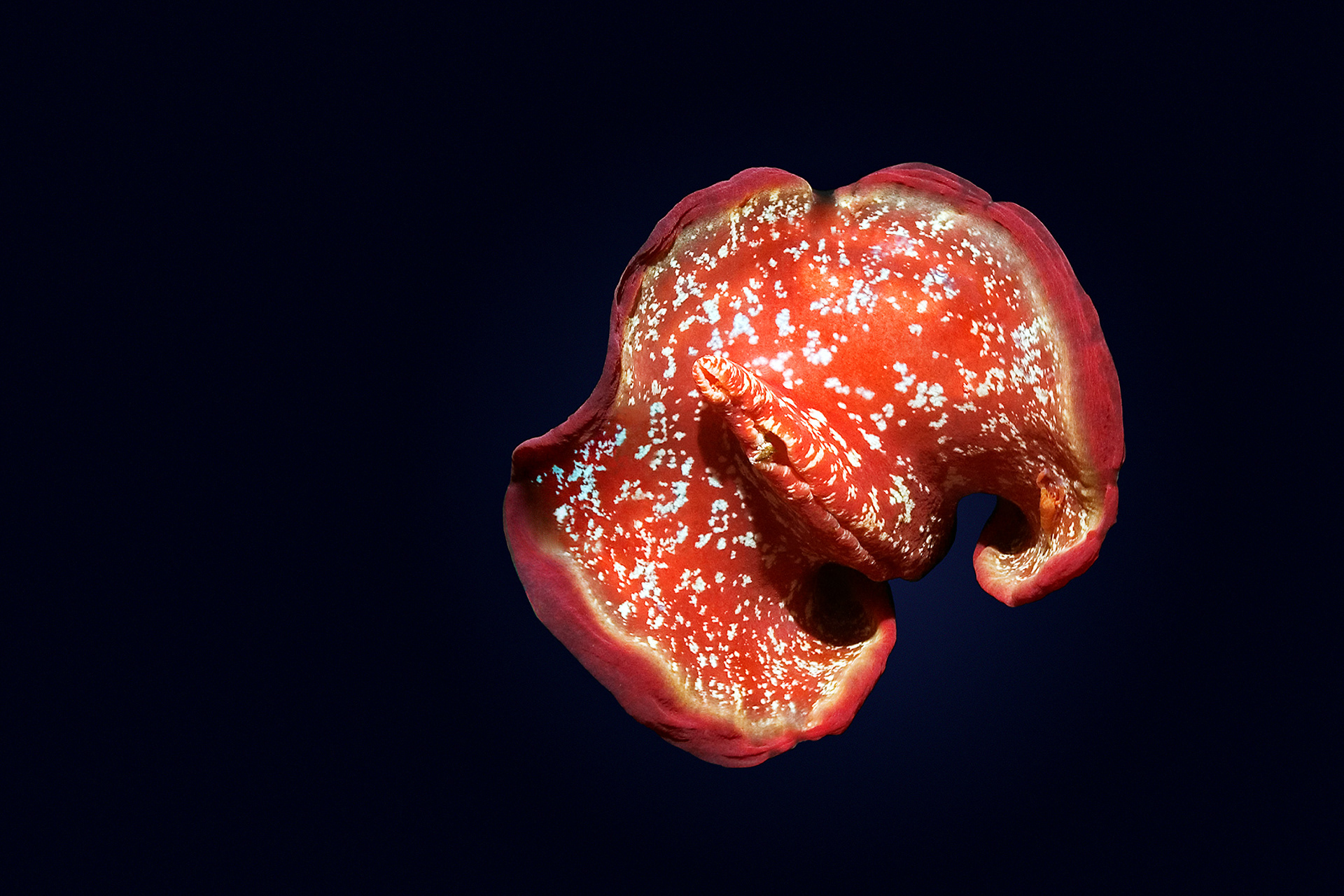 Spanish dancer - Hexabranchus sanguineus