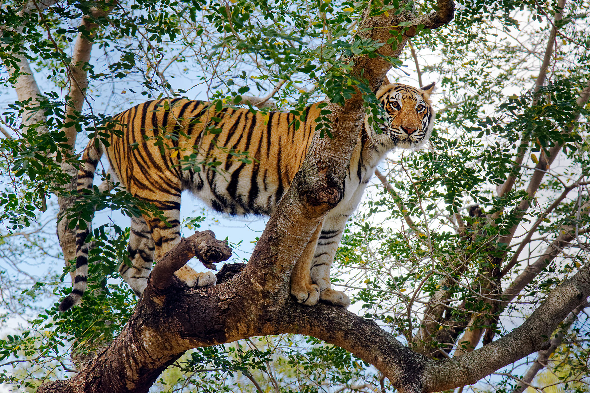 Bengal tiger - Panthera tigris tigris
