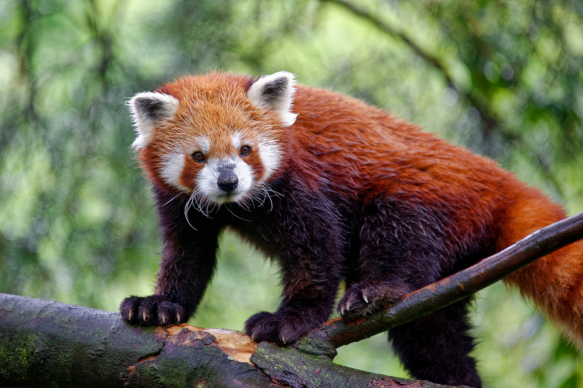 Red panda - Ailurus fulgens