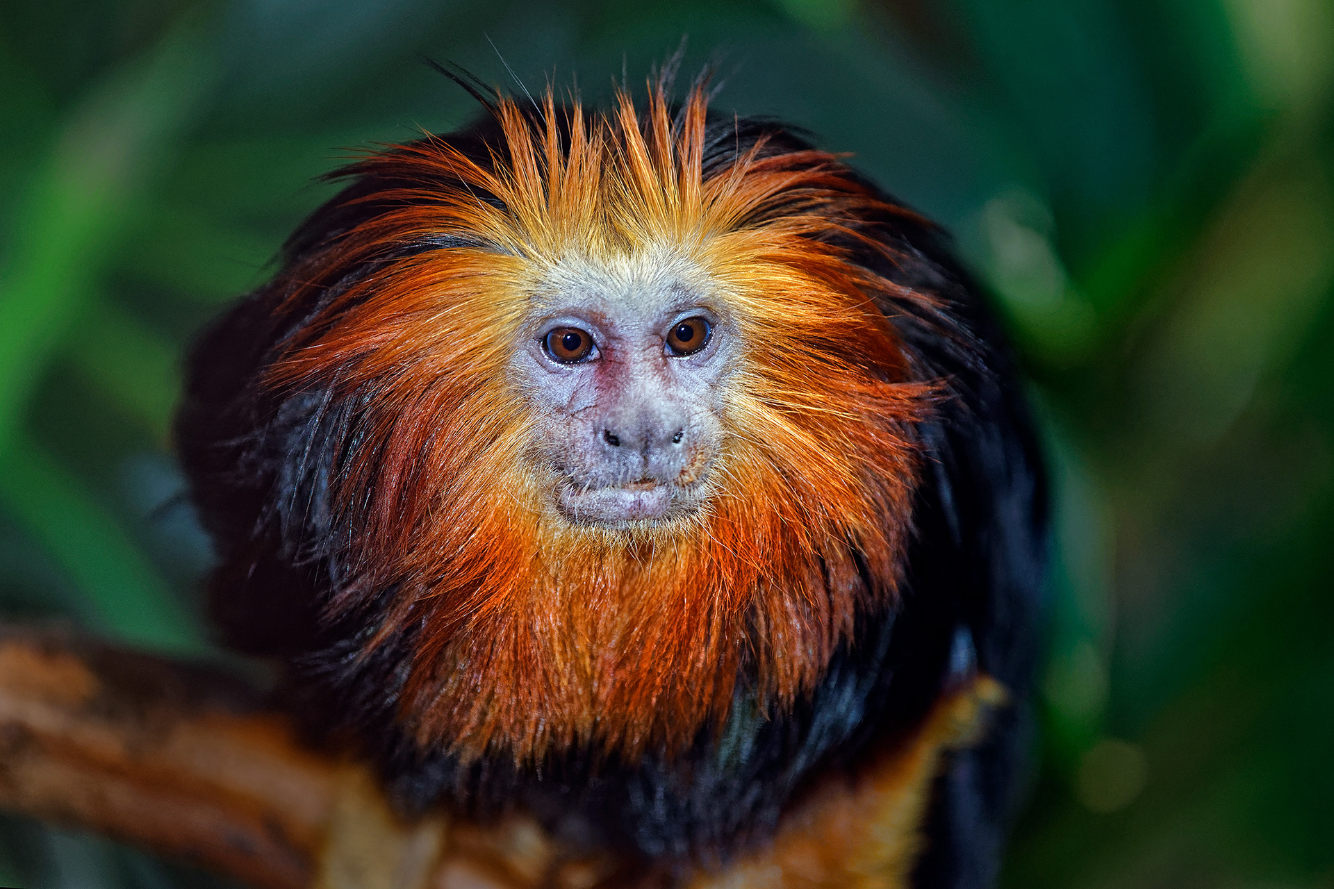 Golden-headed lion tamarin - Leontopithecus chrysomelas 