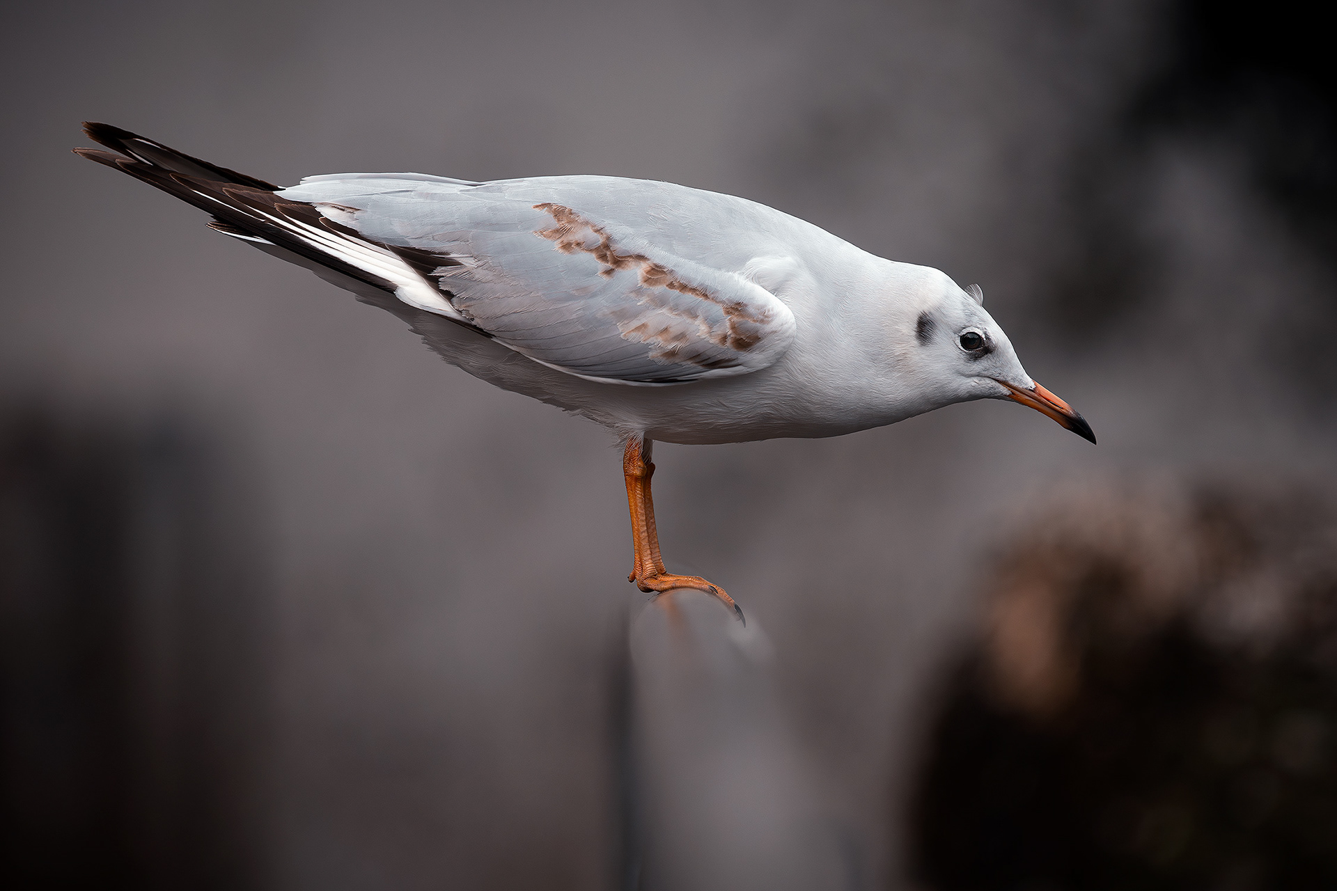 Immature black-headed gull (winter plumage) - Chroicocephalus ridibundus