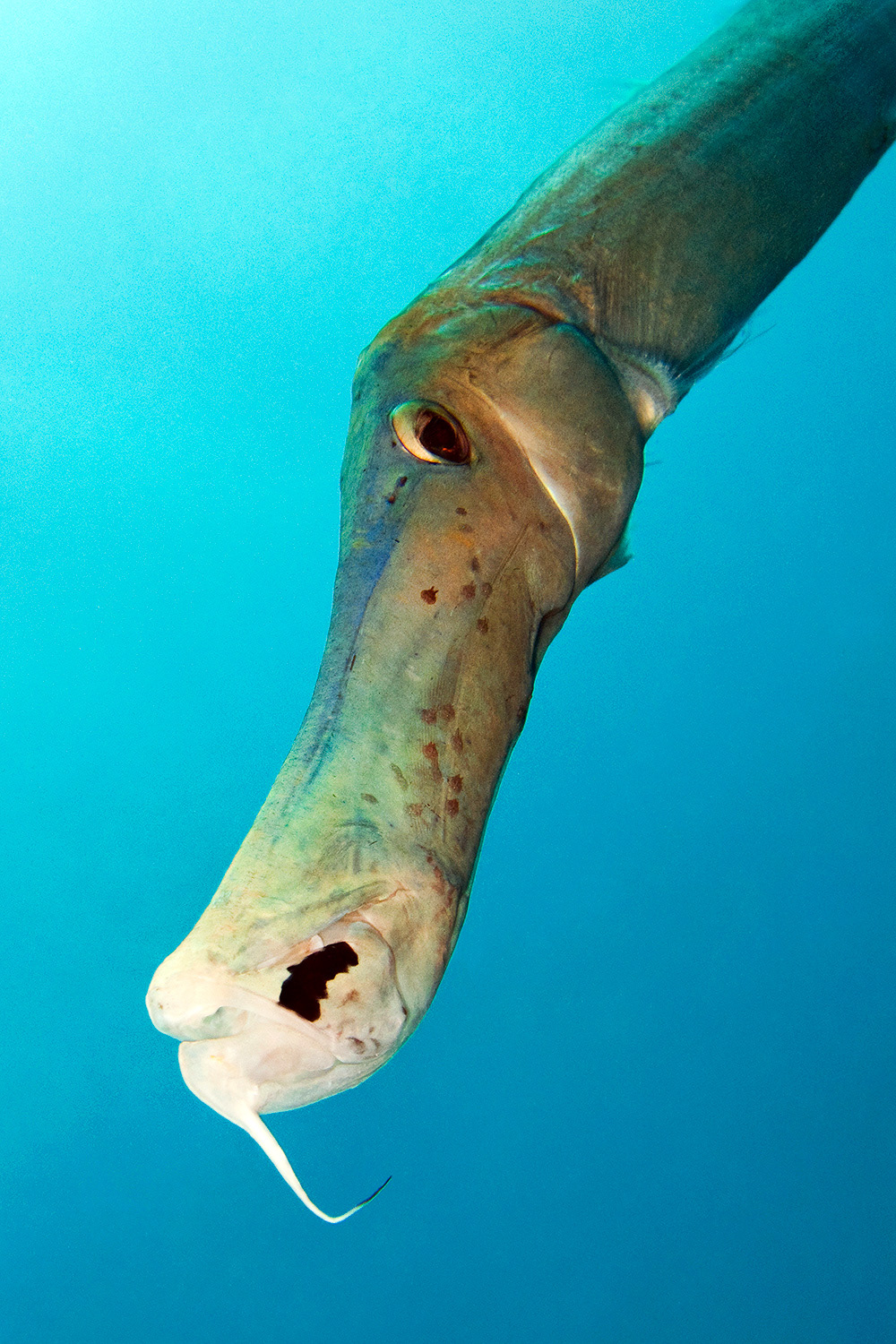 Trumpetfish - Aulostomus chinensis