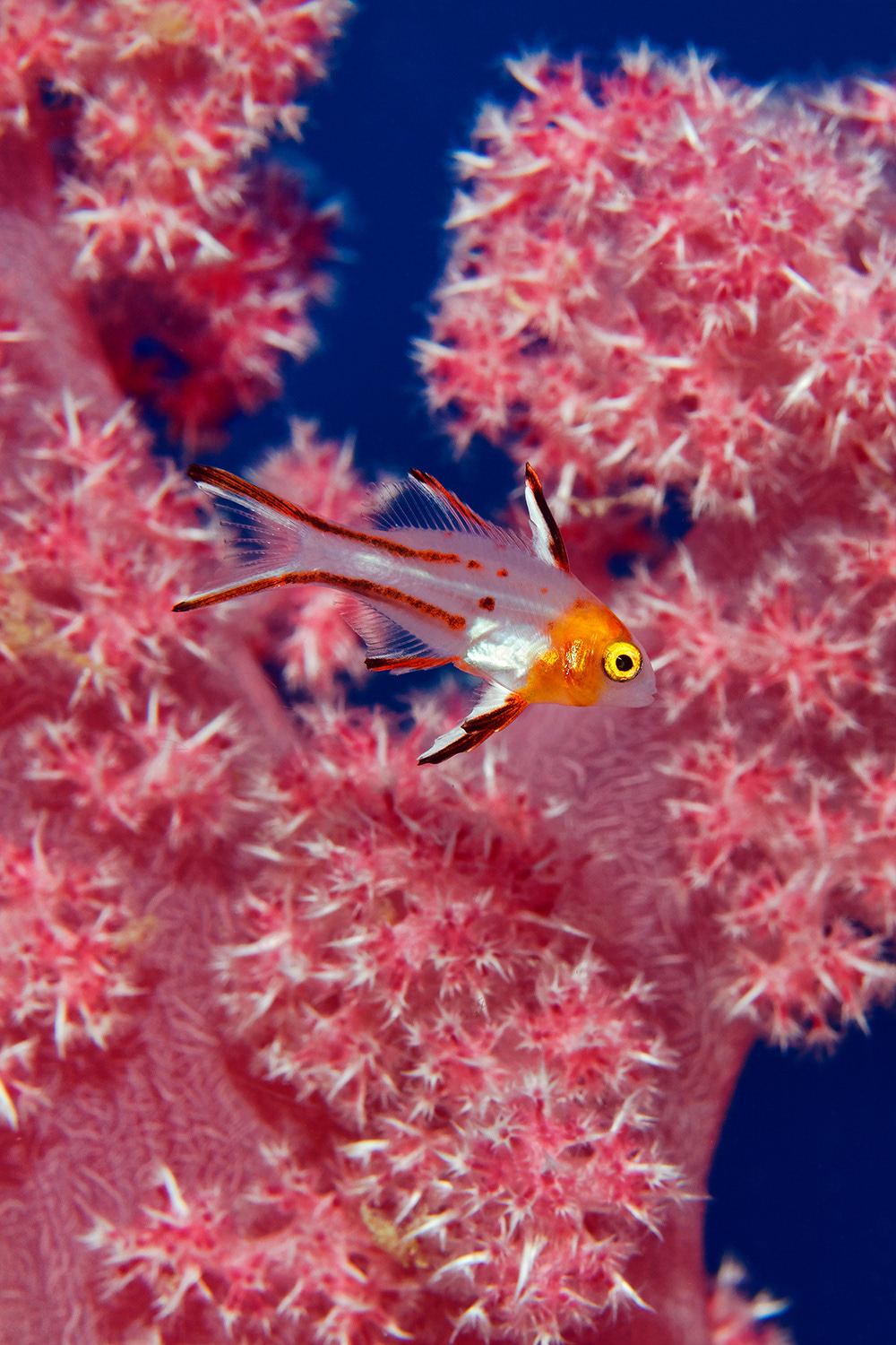 Lyretail hogfish - Bodianus anthioides