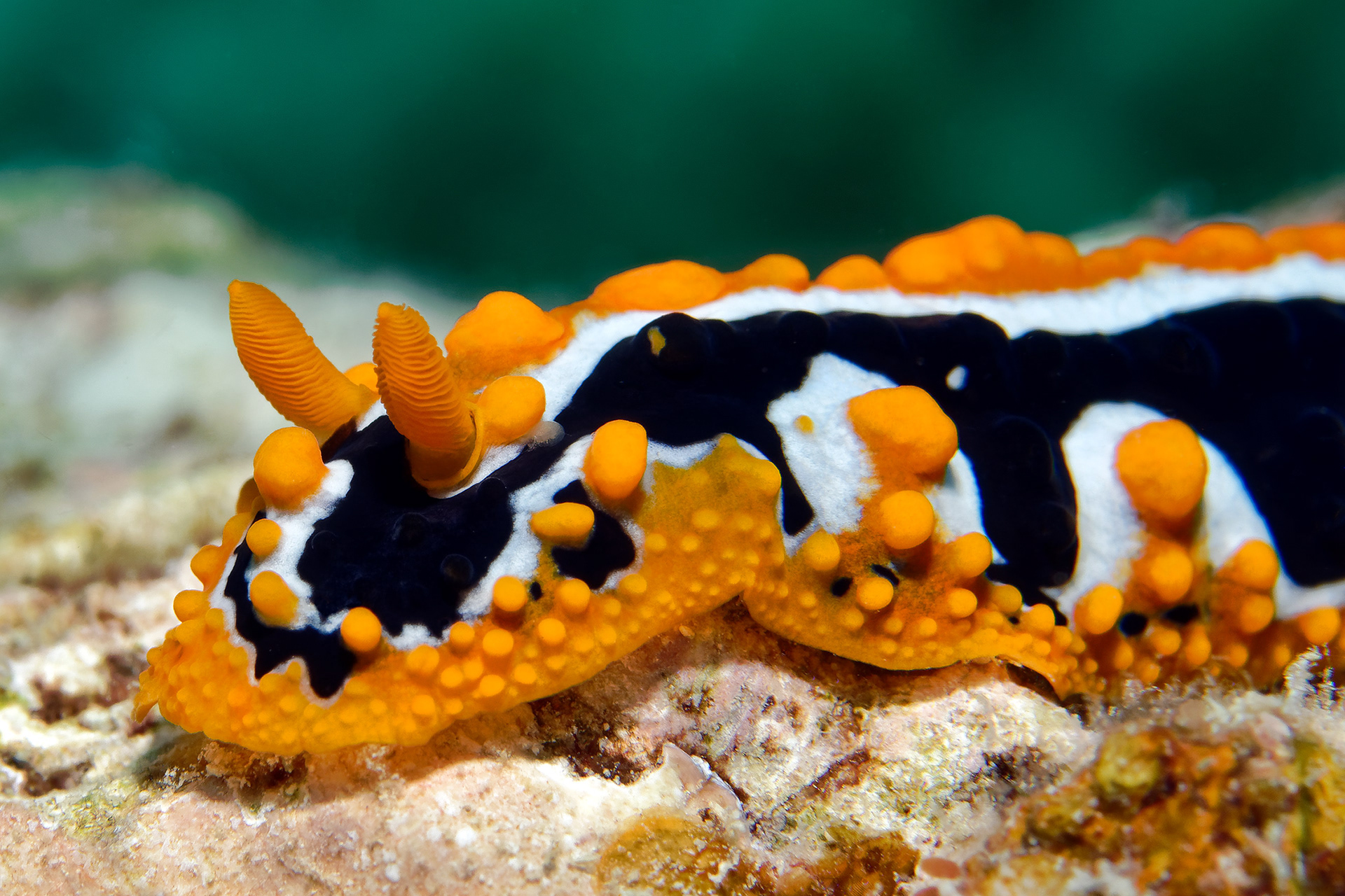 Ocellate Phyllidia - Phyllidia ocellata