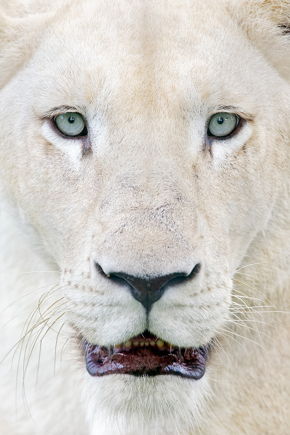 White lioness - Panthera leo