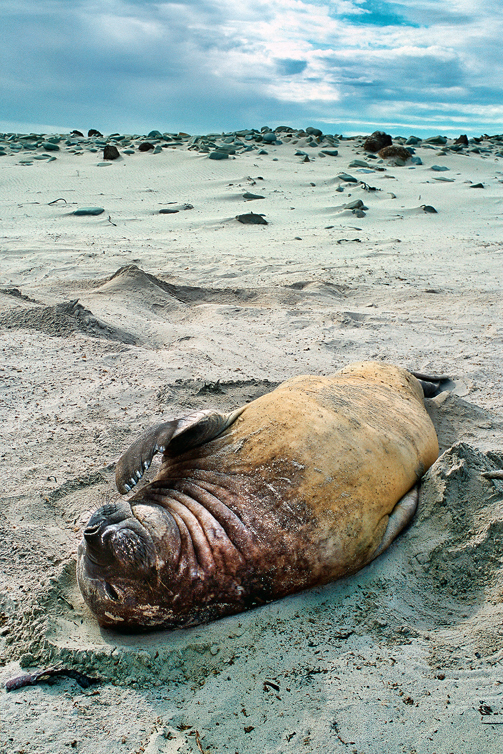 Southern Elephant seal - Mirounga leonina
