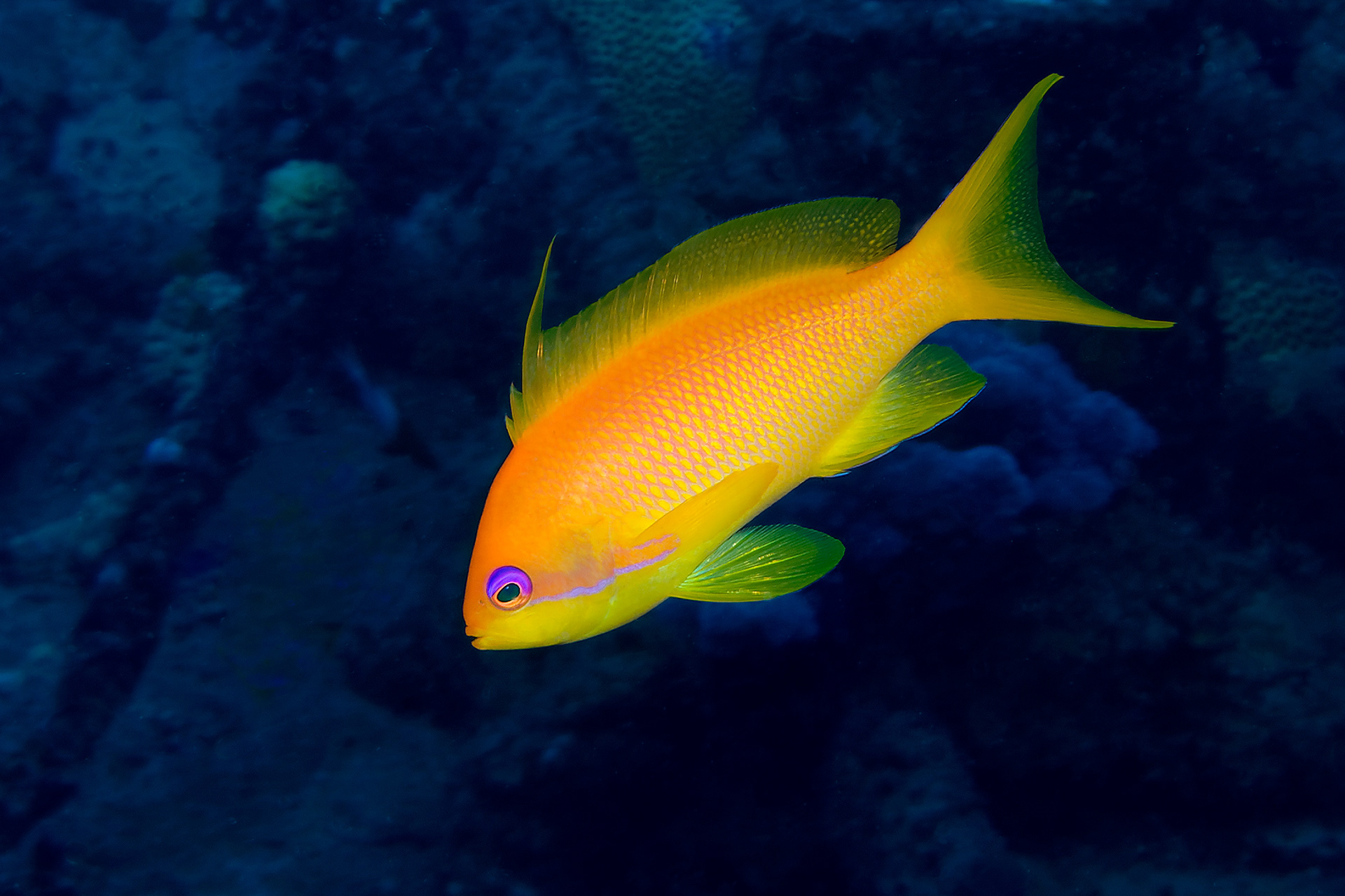 Sea goldie (female) - Pseudanthias squamipinnis