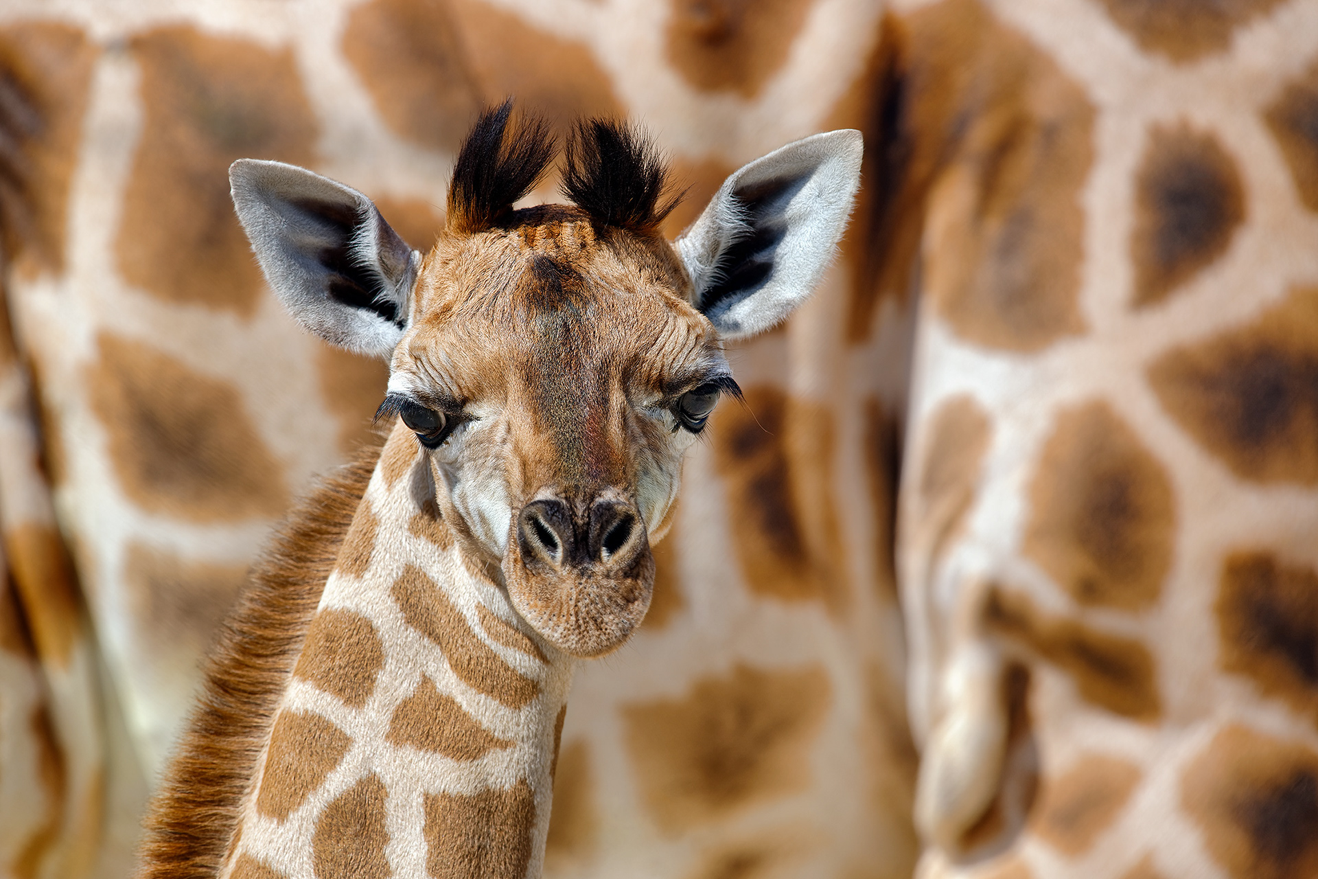 Baby Rothschild's giraffe - Giraffa camelopardalis rothschildi