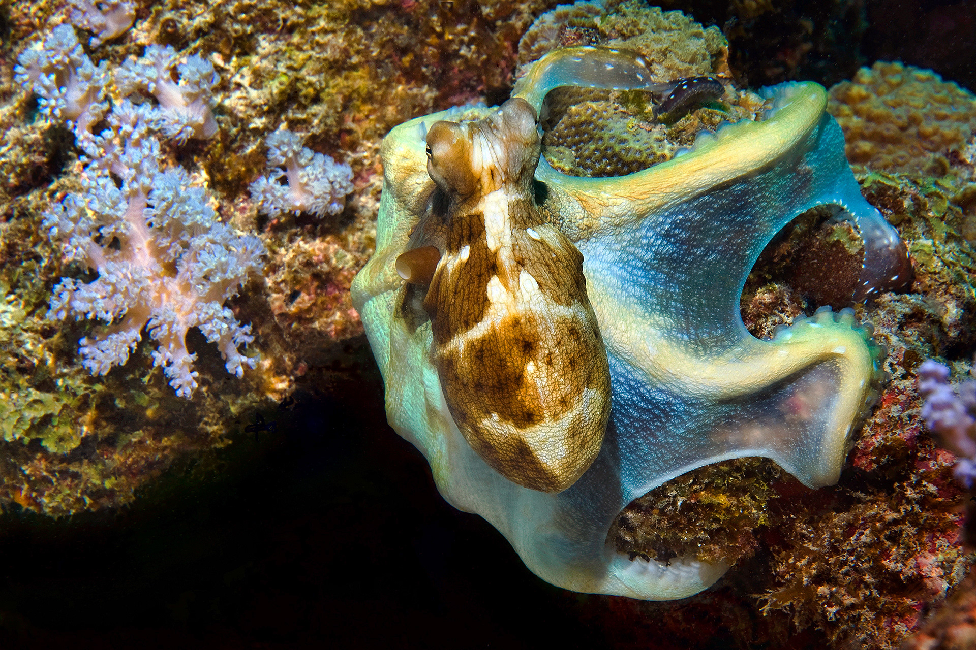 Octopus - Octopus sp.