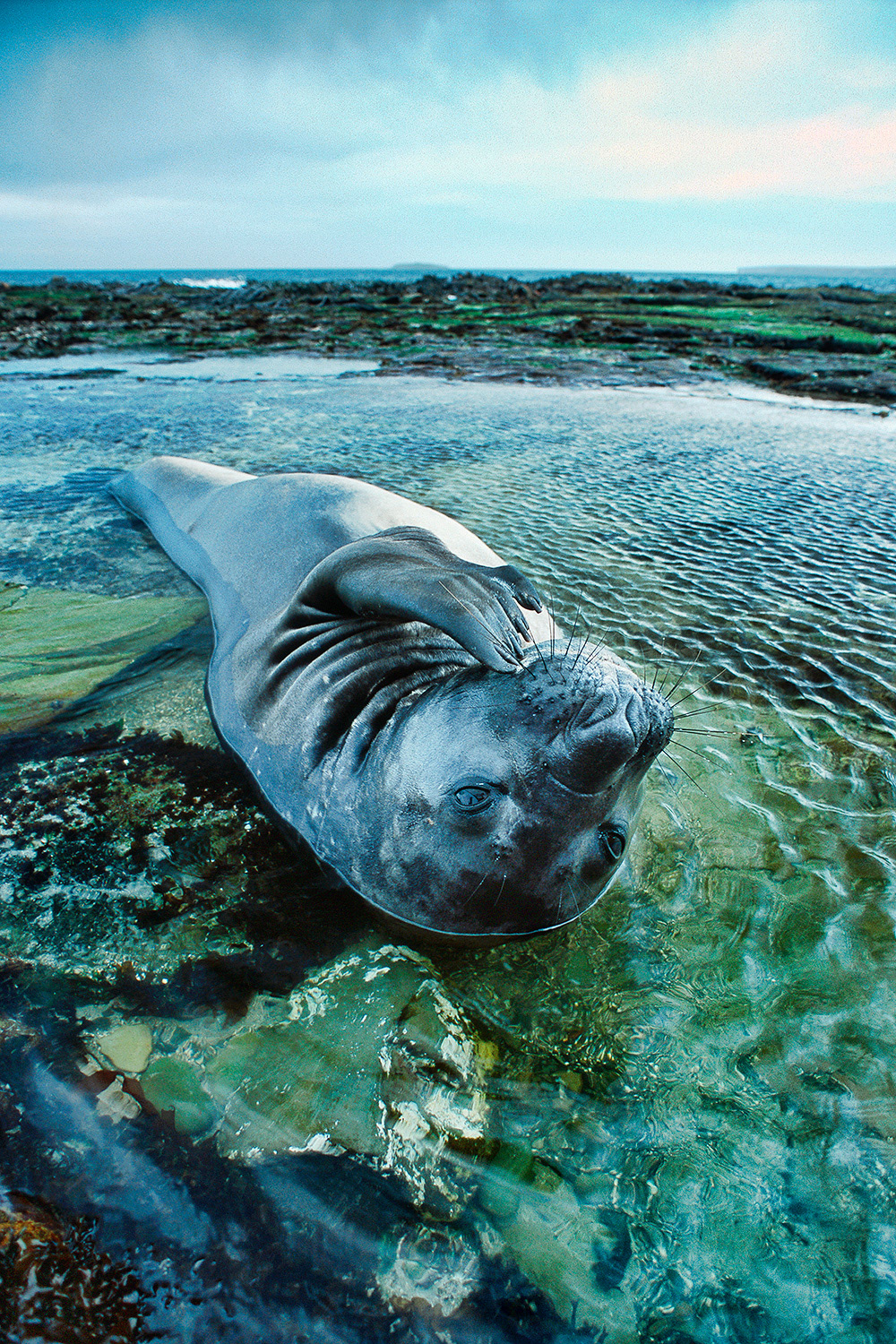 Southern Elephant seal - Mirounga leonina