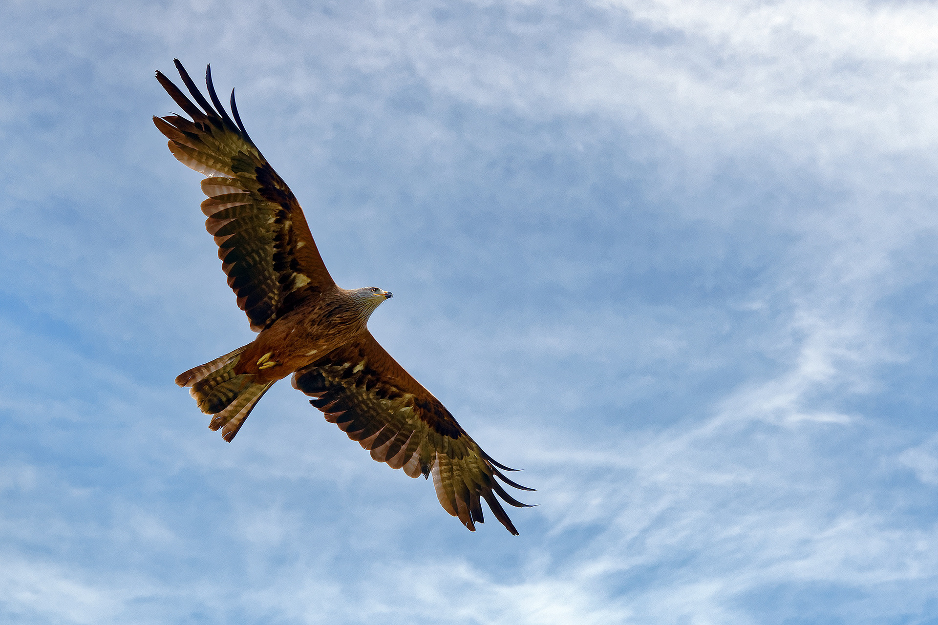 European black kite - Milvus migrans migrans