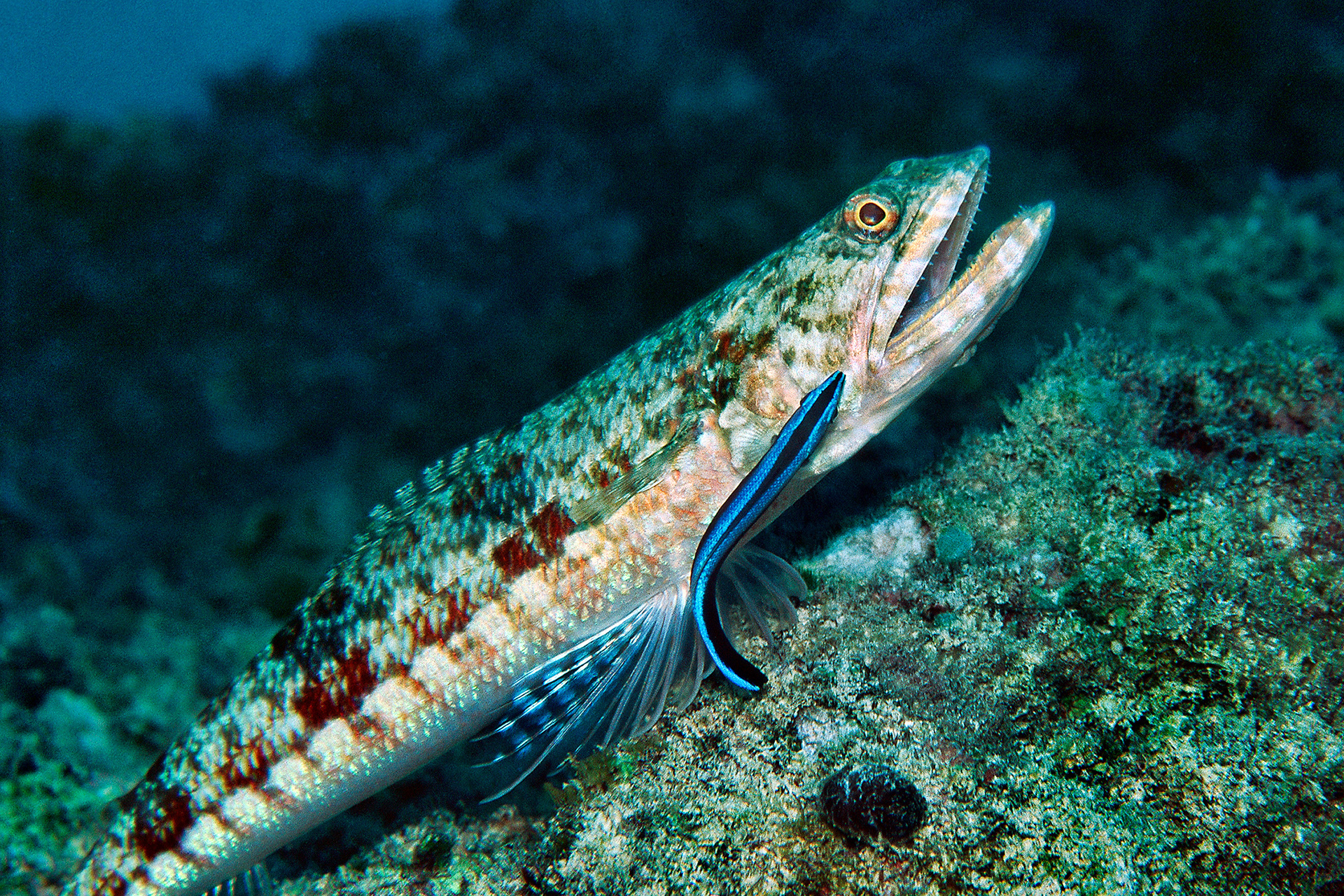 Lizardfish (with Bluestreak cleaner wrasse) - Synodus sp. (with Labroides dimidiatus)