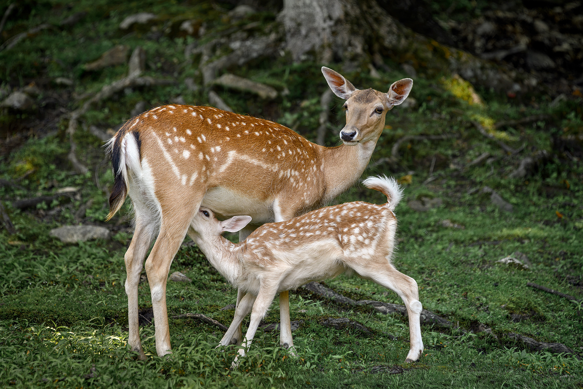 Fallow deer - Dama dama