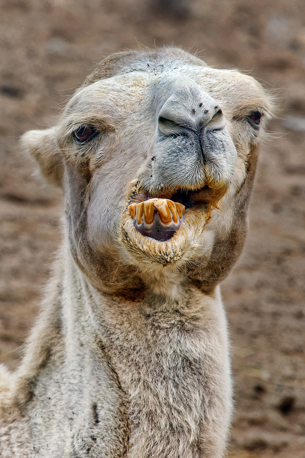 Bactrian camel - Camelus bactrianus