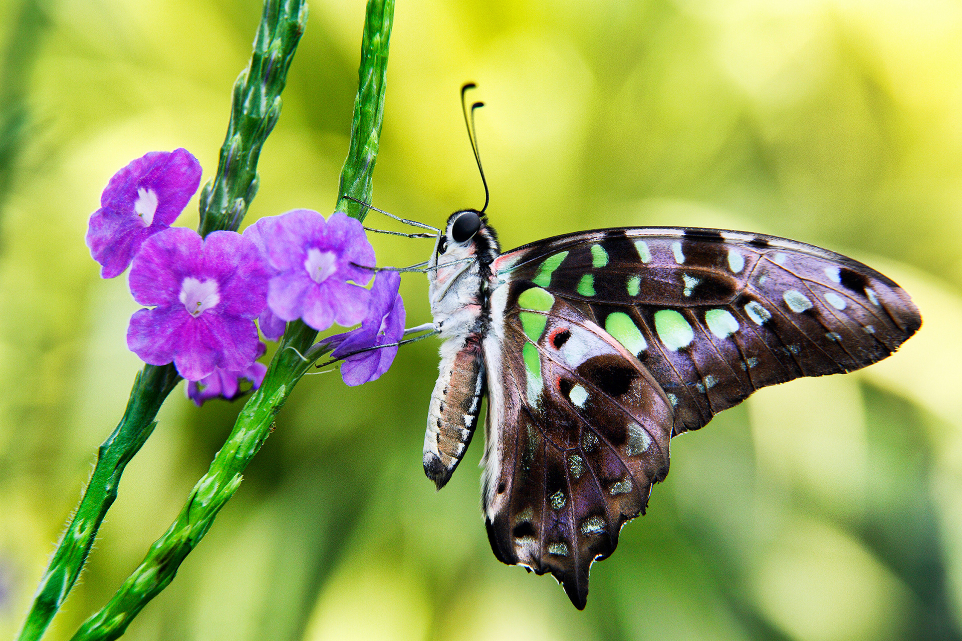 Tailed jay butterfly - Graphium agamemnon