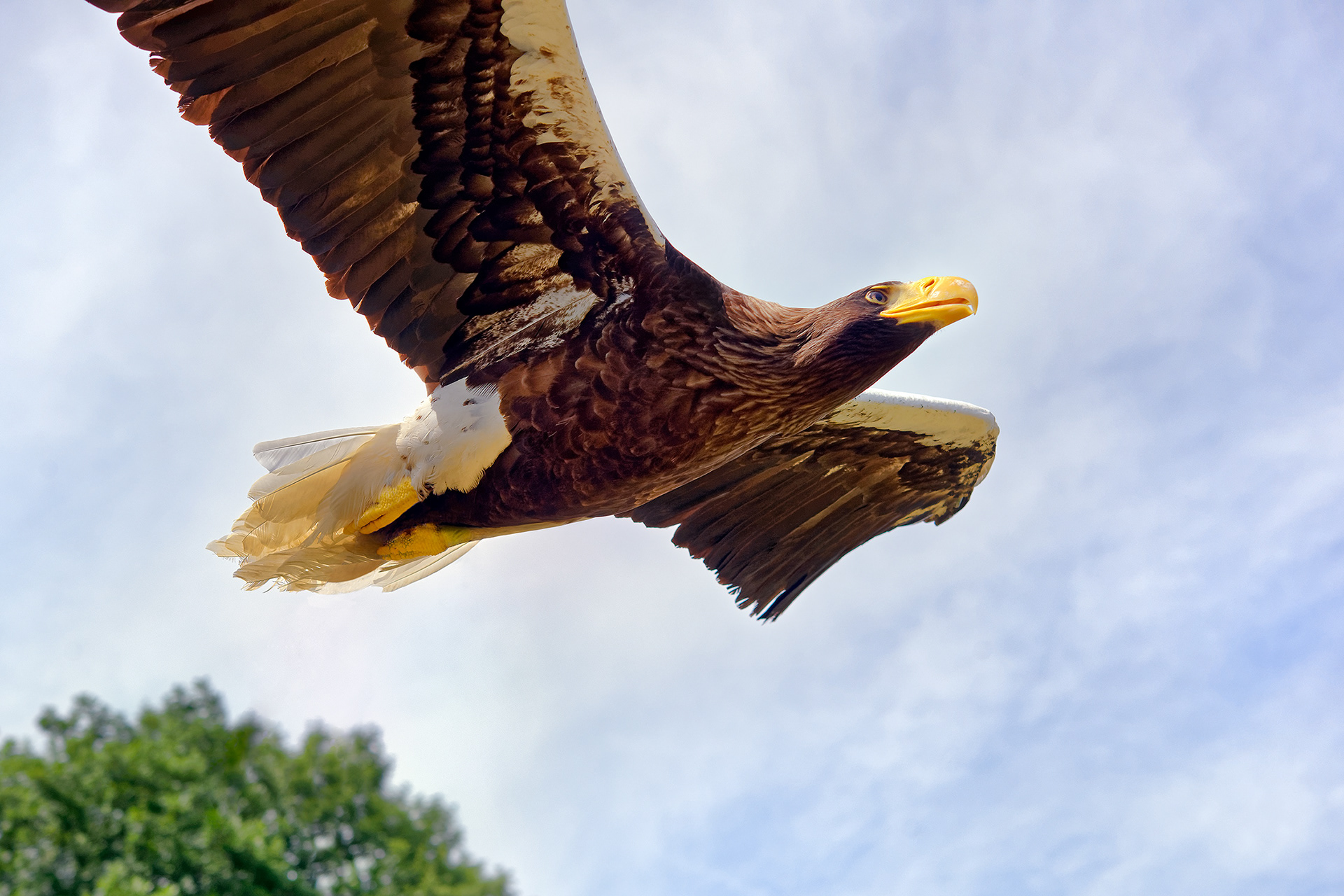 Young Steller’s sea eagle - Haliaeetus pelagicus