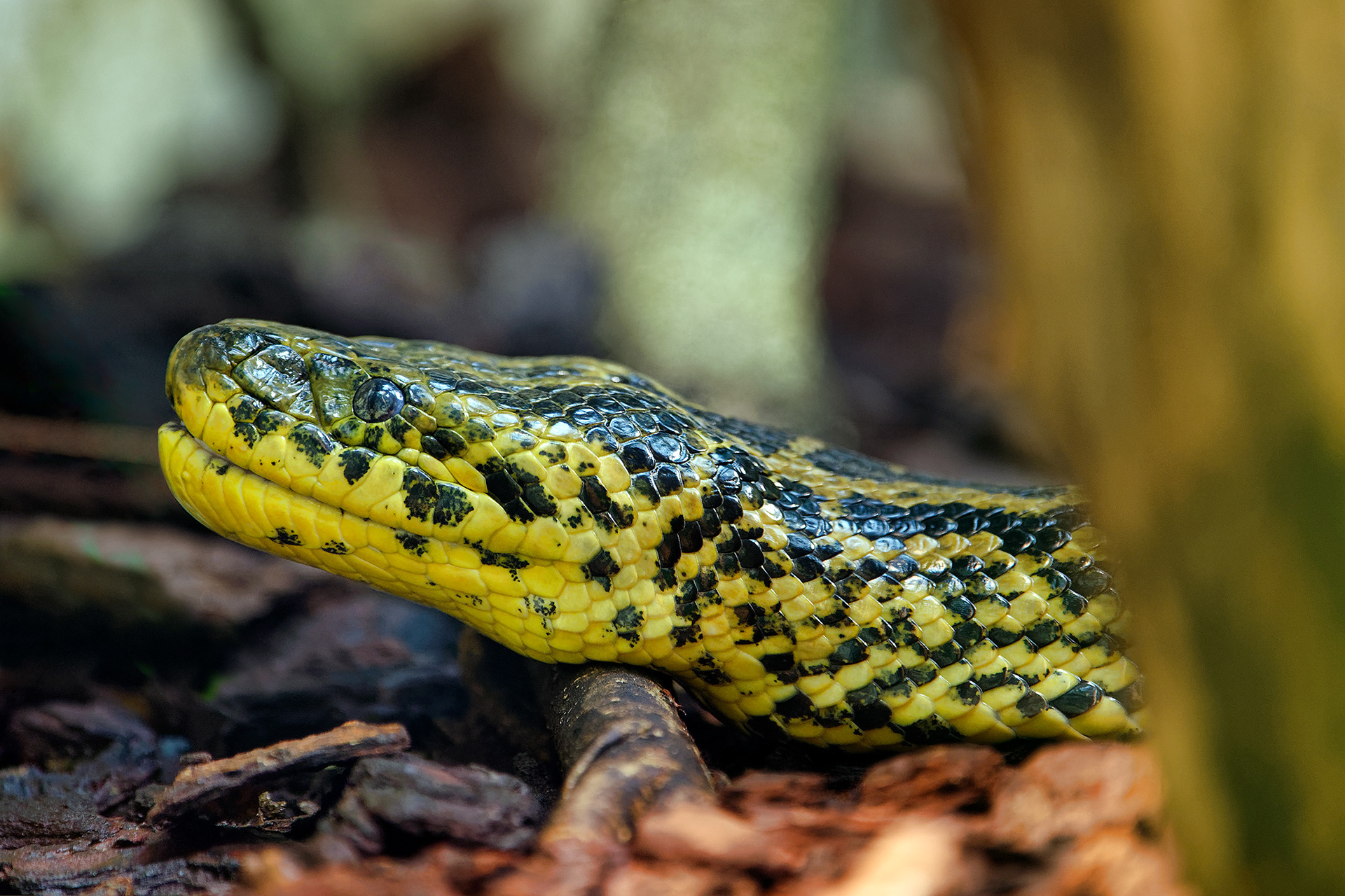 Yellow anaconda  - Eunectes notaeus
