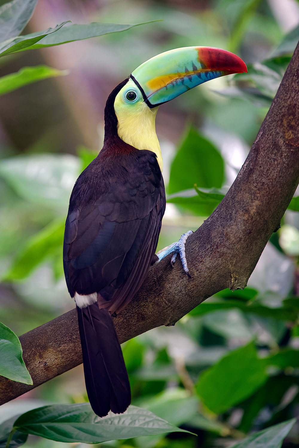 Keel-billed toucan - Ramphastos sulfuratus