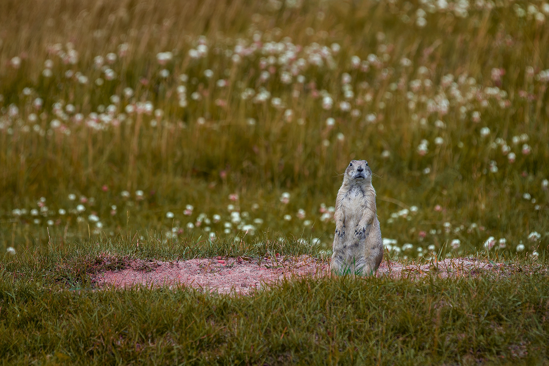 Black-tailed prairie dog - Cynomys ludovicianus