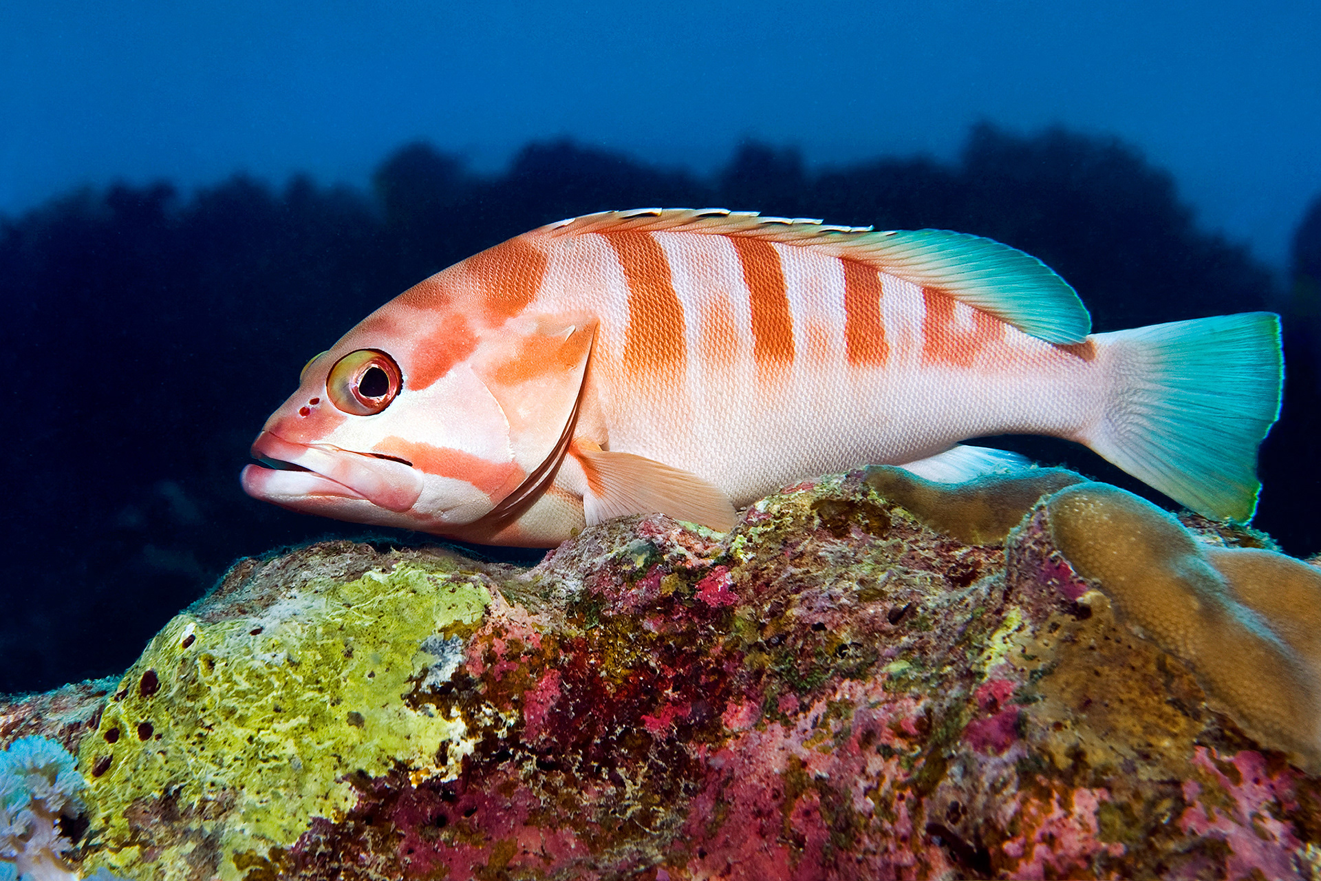Blacktip grouper - Epinephelus fasciatus