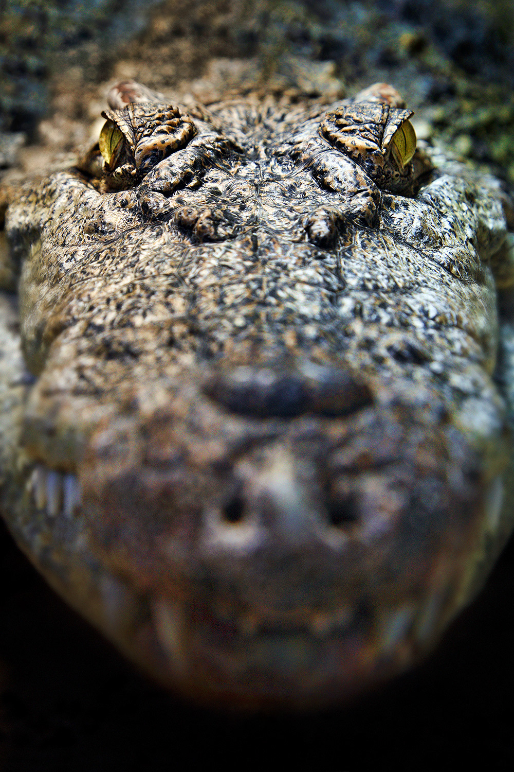 Siamese crocodile - Crocodylus siamensis