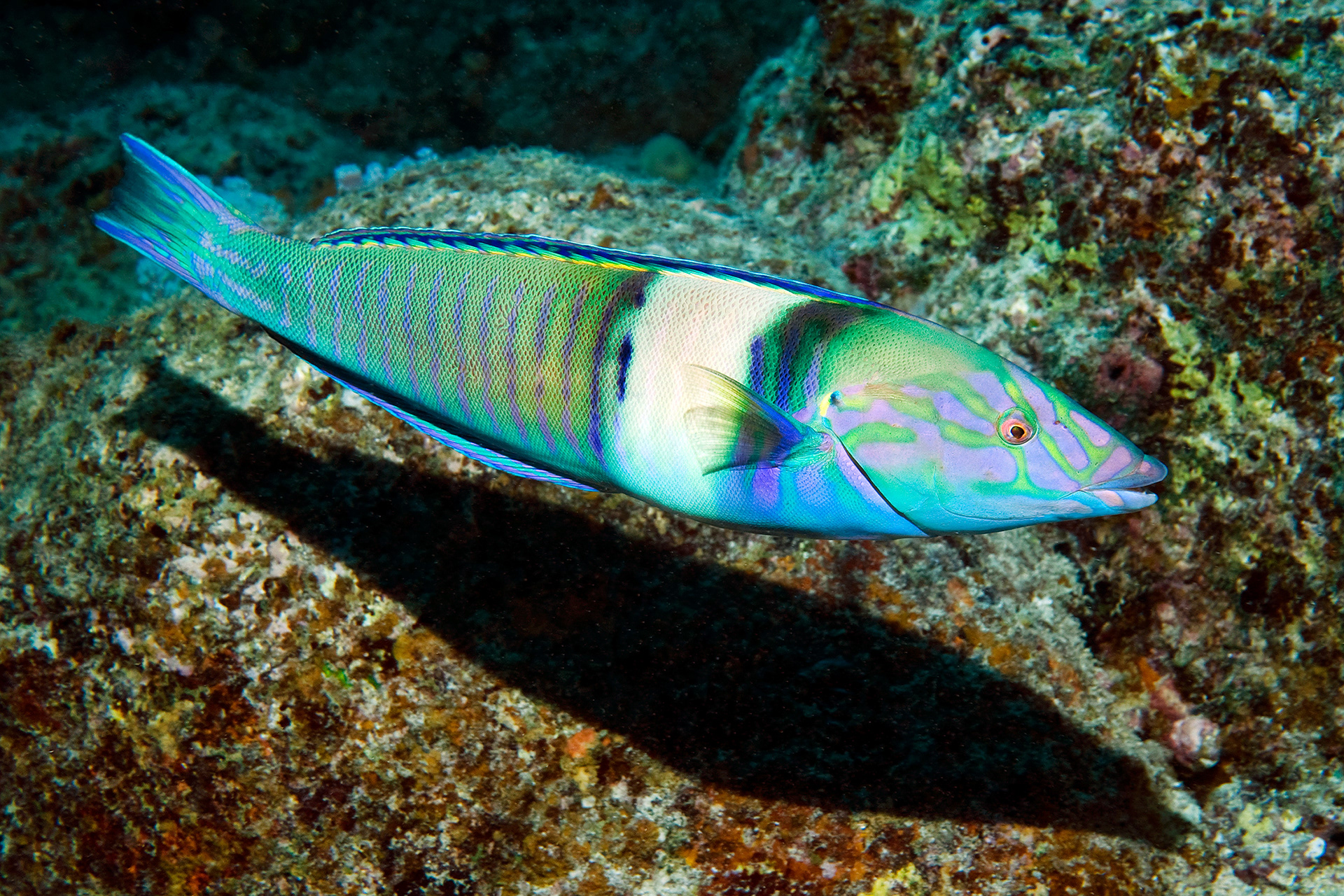 Pastel ringwrasse (male) - Hologymnosus doliatus