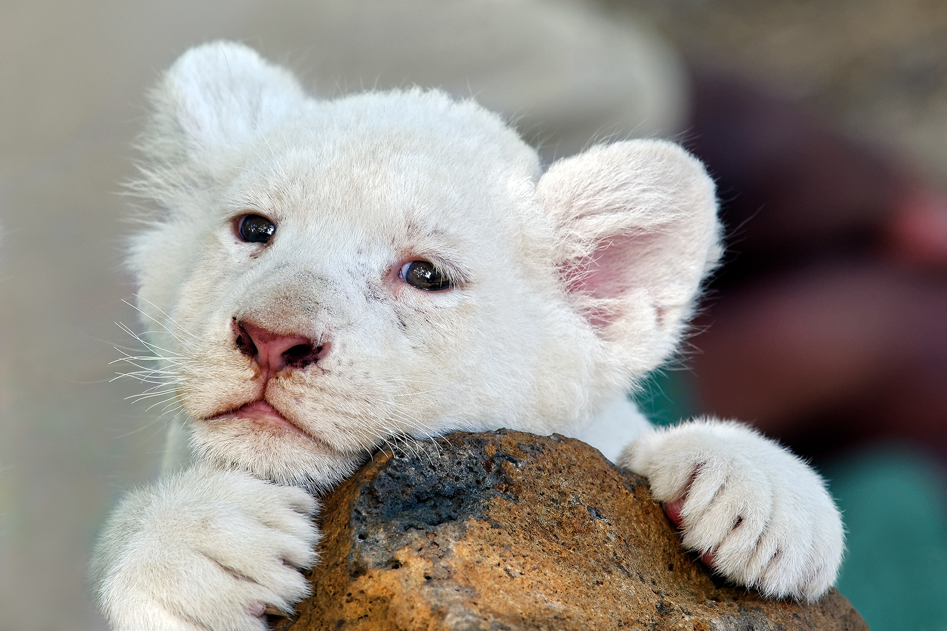 White lion cub - Panthera leo