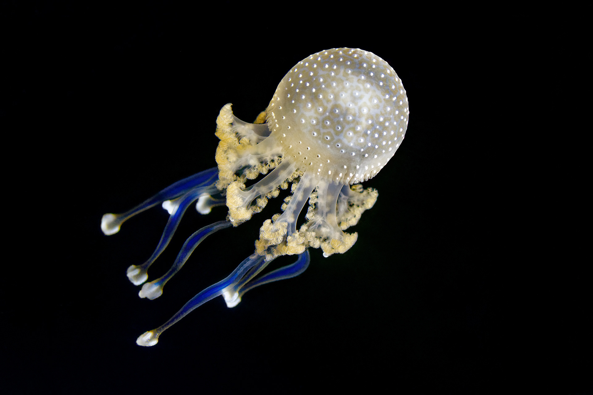 White-spotted jellyfish - Phyllorhiza punctata