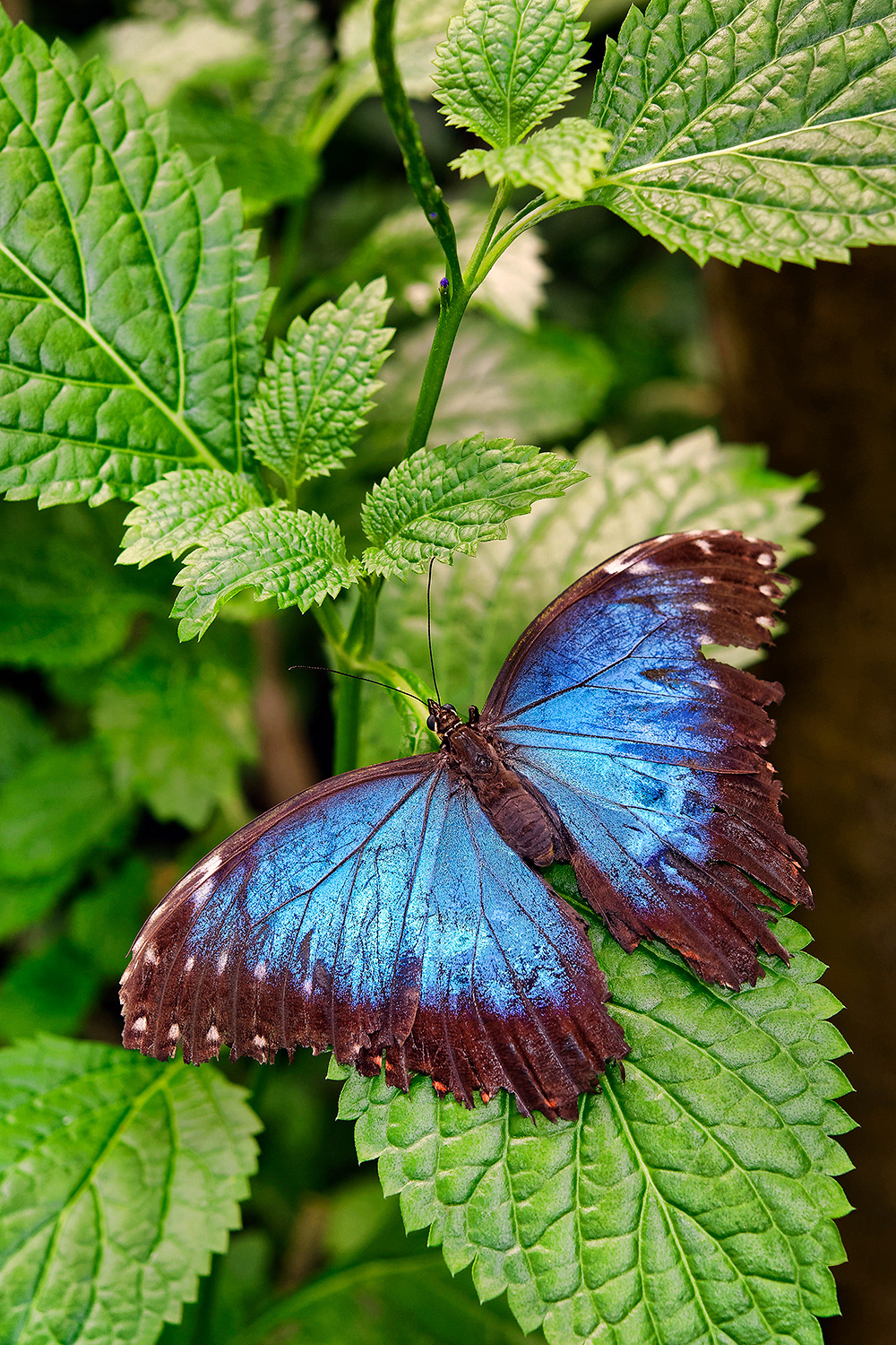Peleides Blue Morpho Butterfly - Morpho peleides