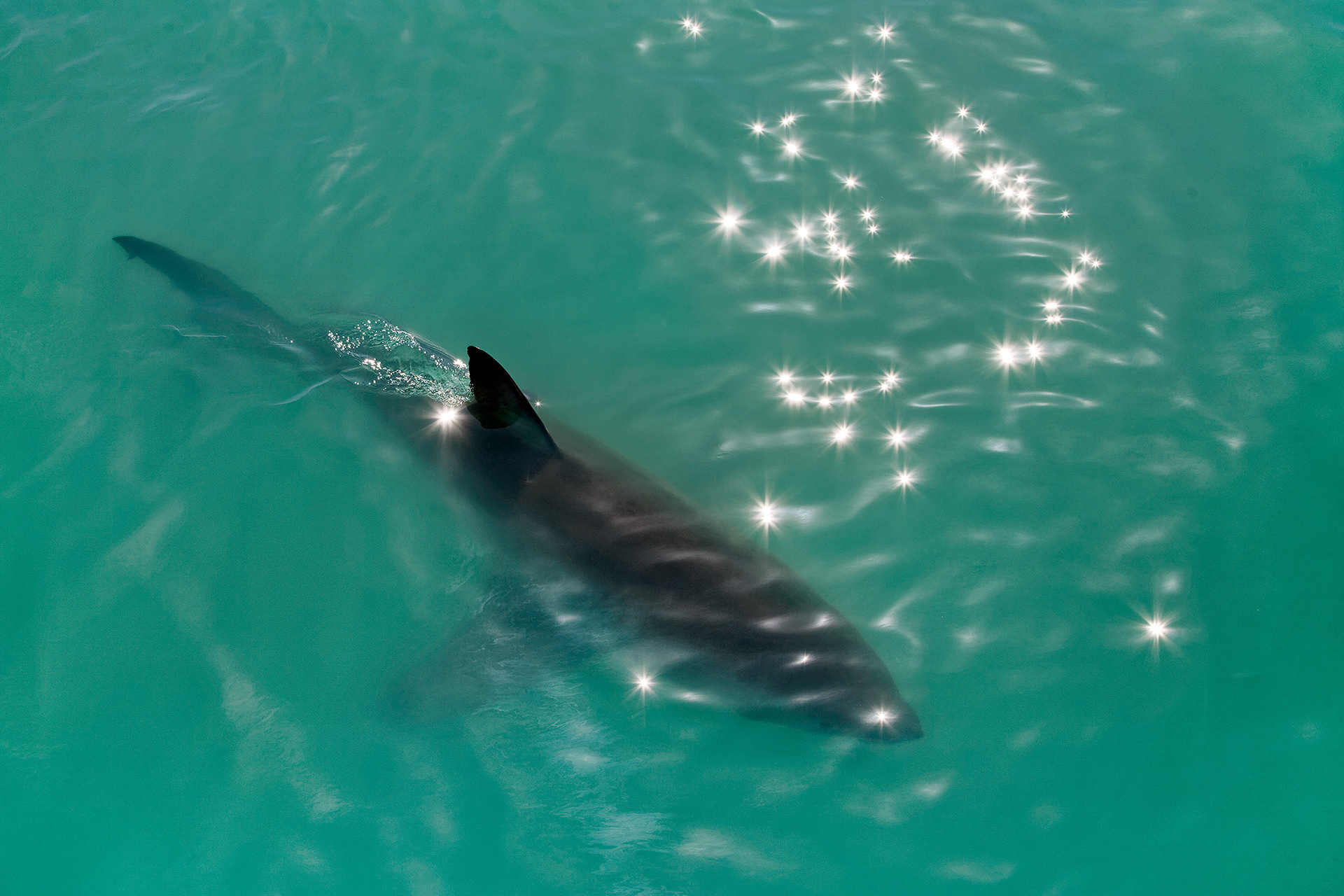 Great white shark - Carcharodon carcharias