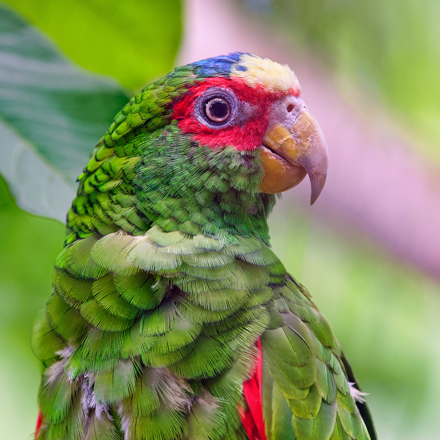 White-fronted amazon / White-fronted parrot - Amazona albifrons