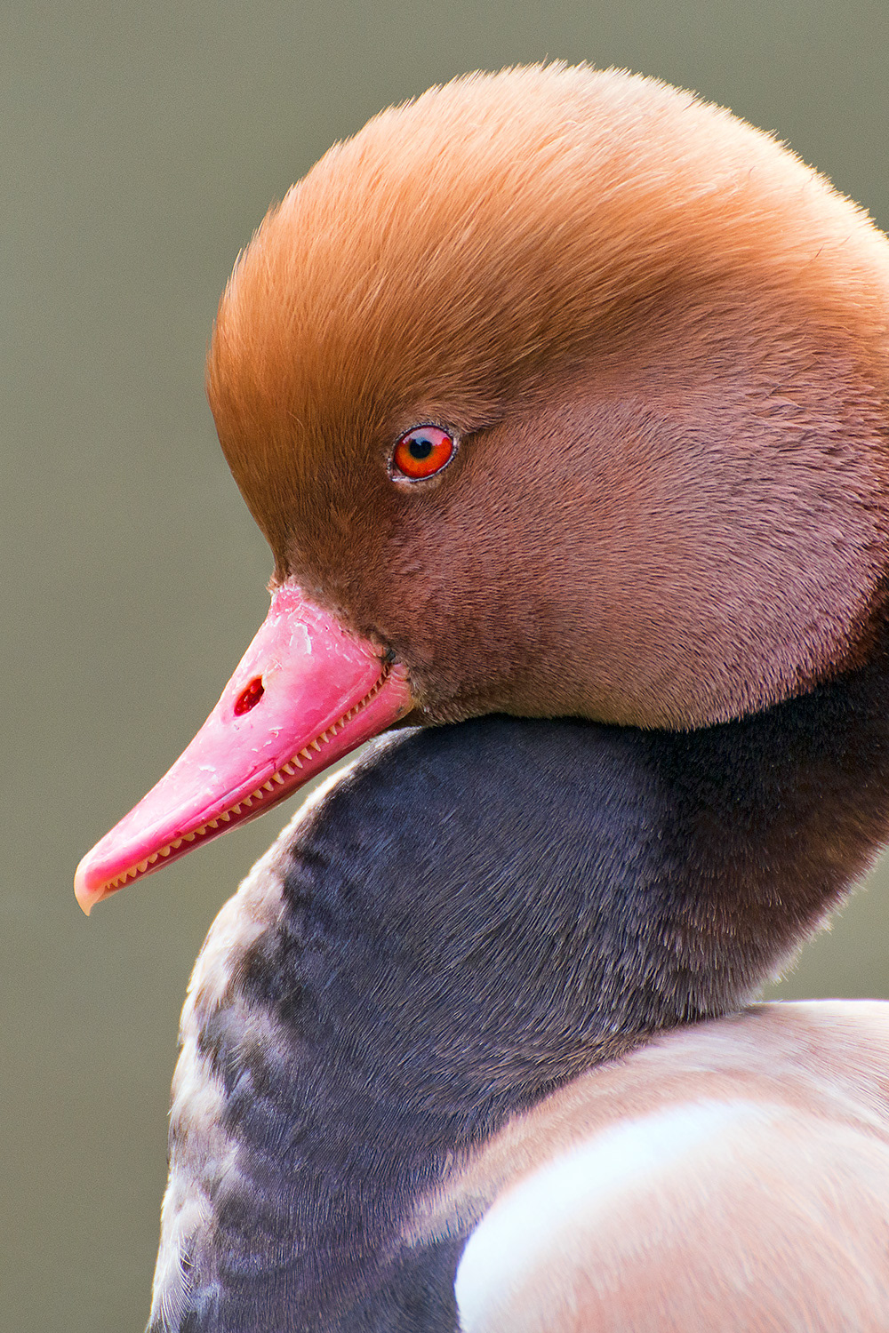 Red-crested pochard (male) - Netta rufina