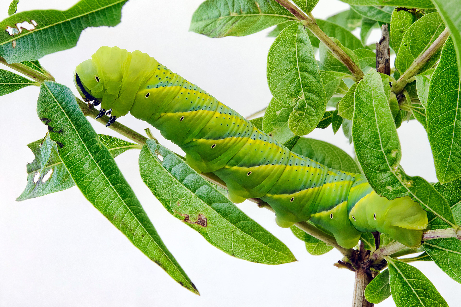 Death's-head hawkmoth larva (caterpillar) - Acherontia atropos