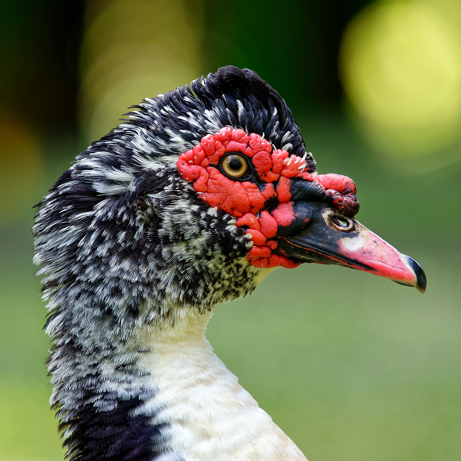 Muscovy duck (male)  - Cairina moschata