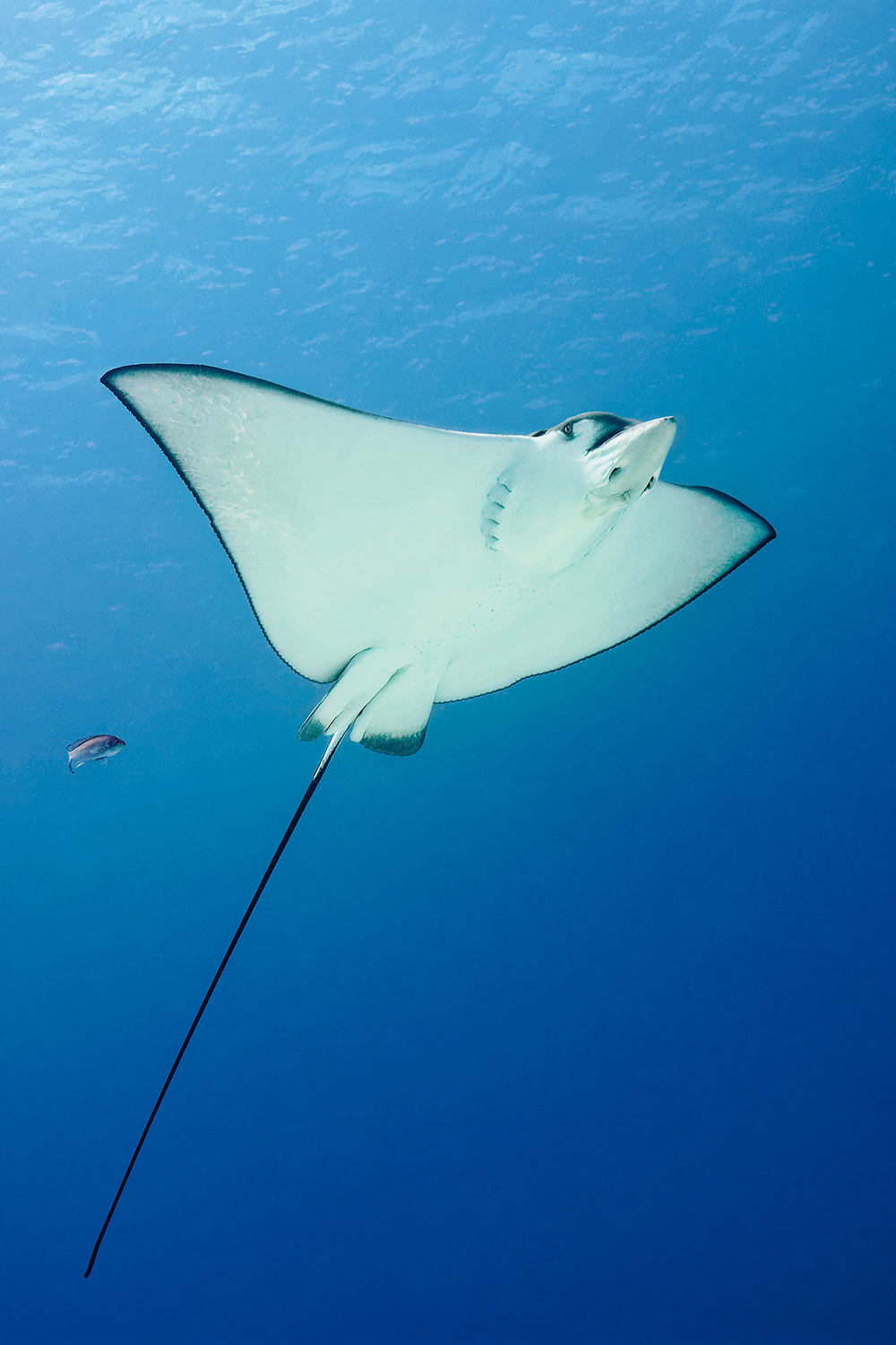 Spotted eagle ray - Aetobatus narinari