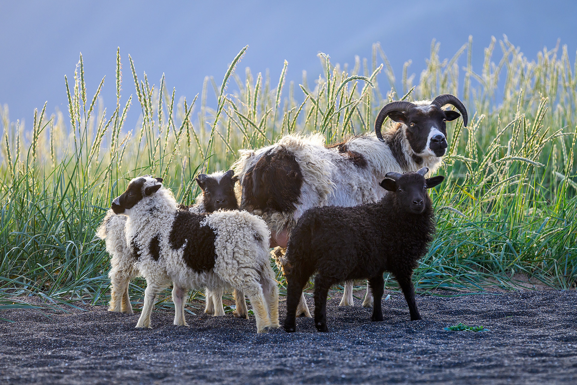 Icelandic sheep - Ovis aries