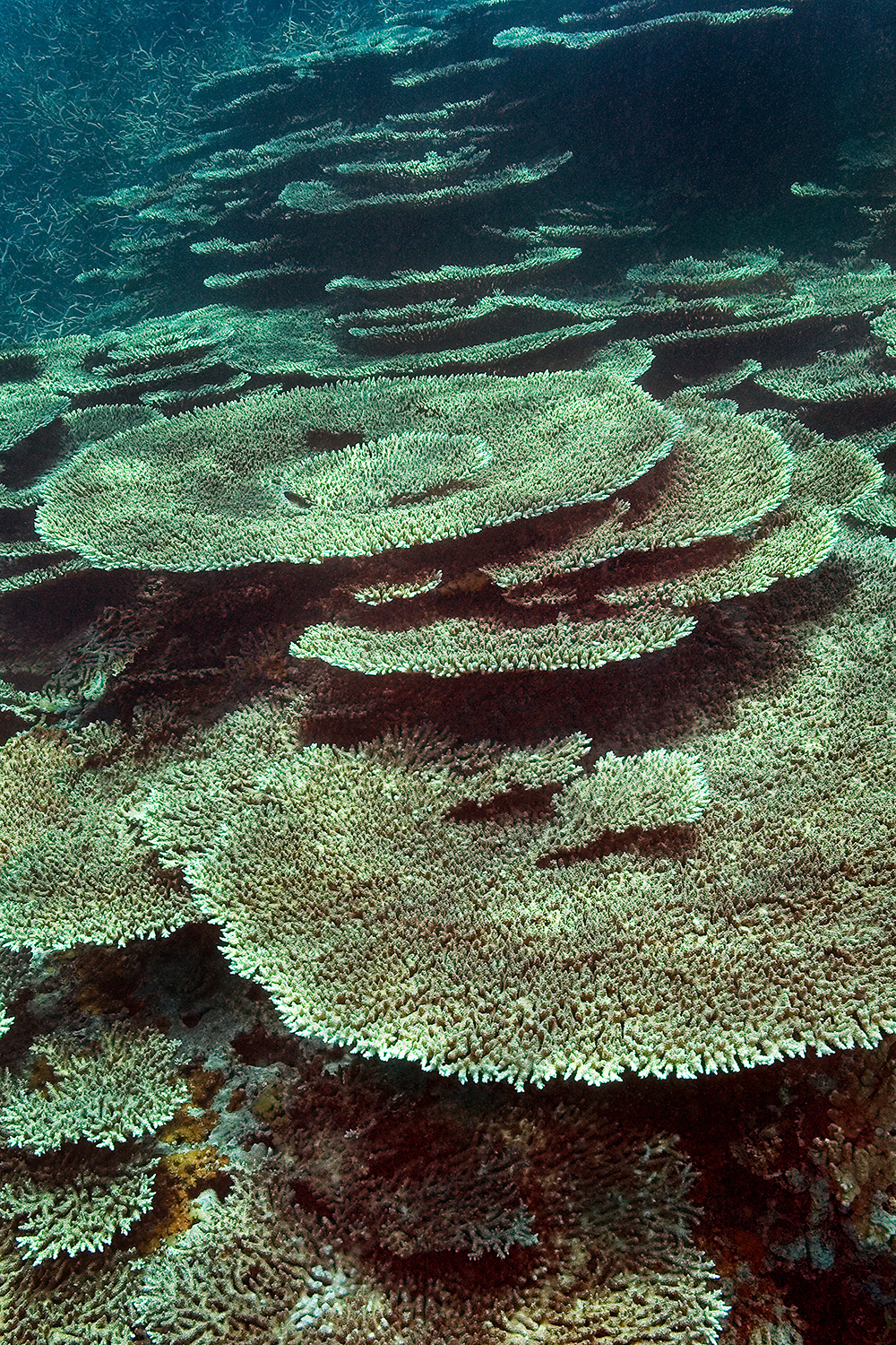 Table corals - Acropora sp.