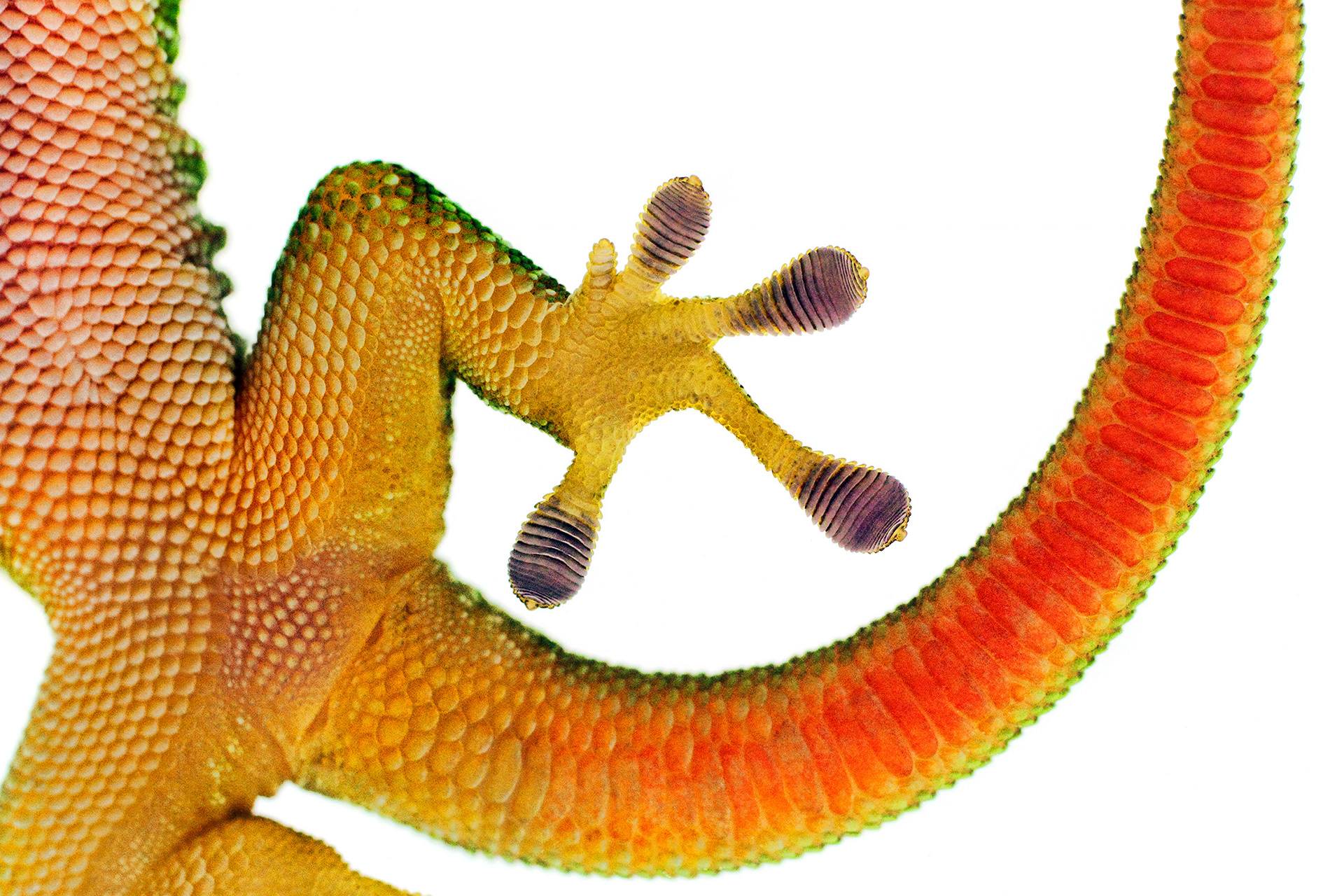 Madagascar giant day gecko -  Phelsuma grandis