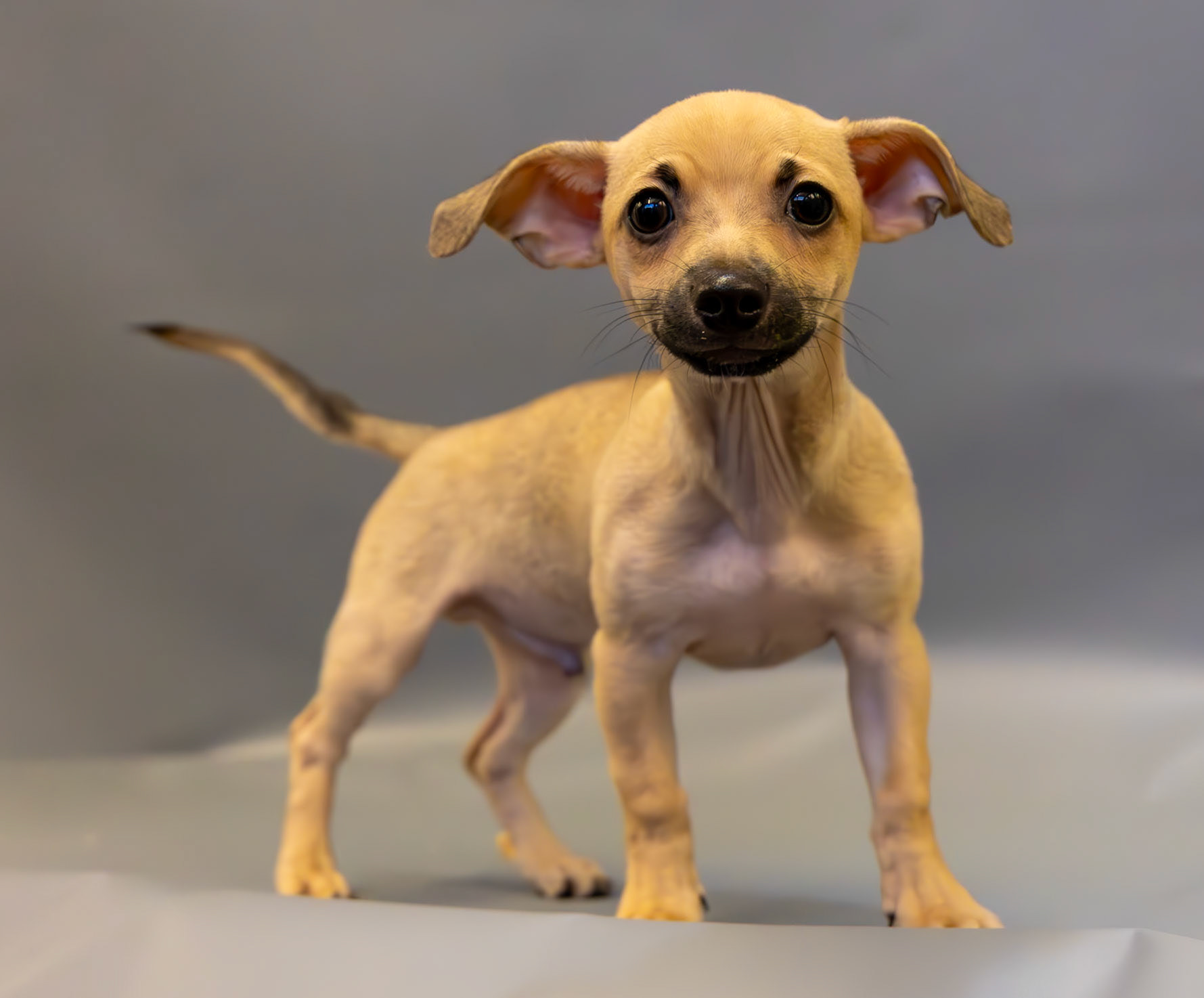 Pets in Need Shelter Visit, Redwood City, CA
