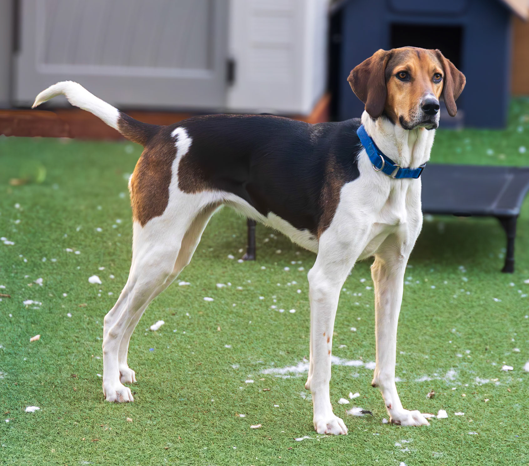 Pets in Need Shelter Visit, Redwood City, CA