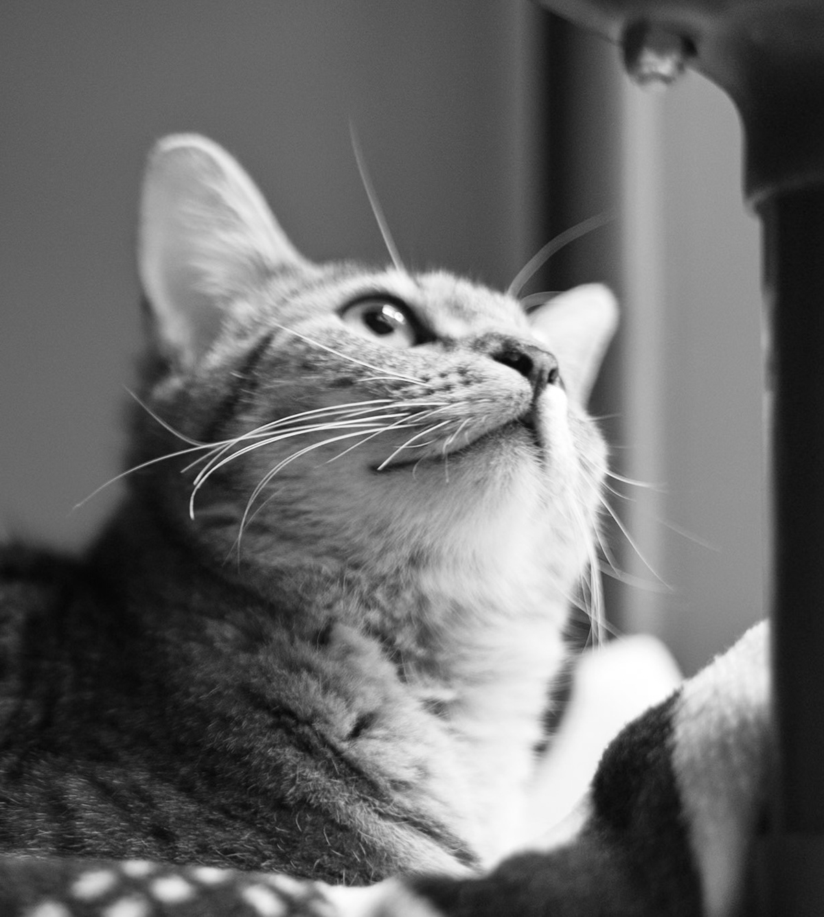 Pets in Need