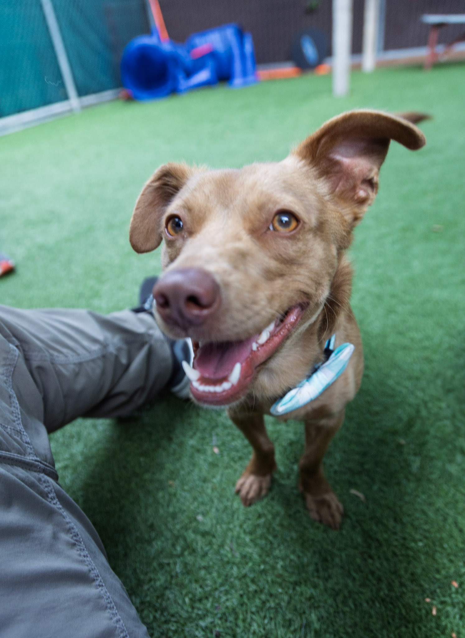 Pets in Need
