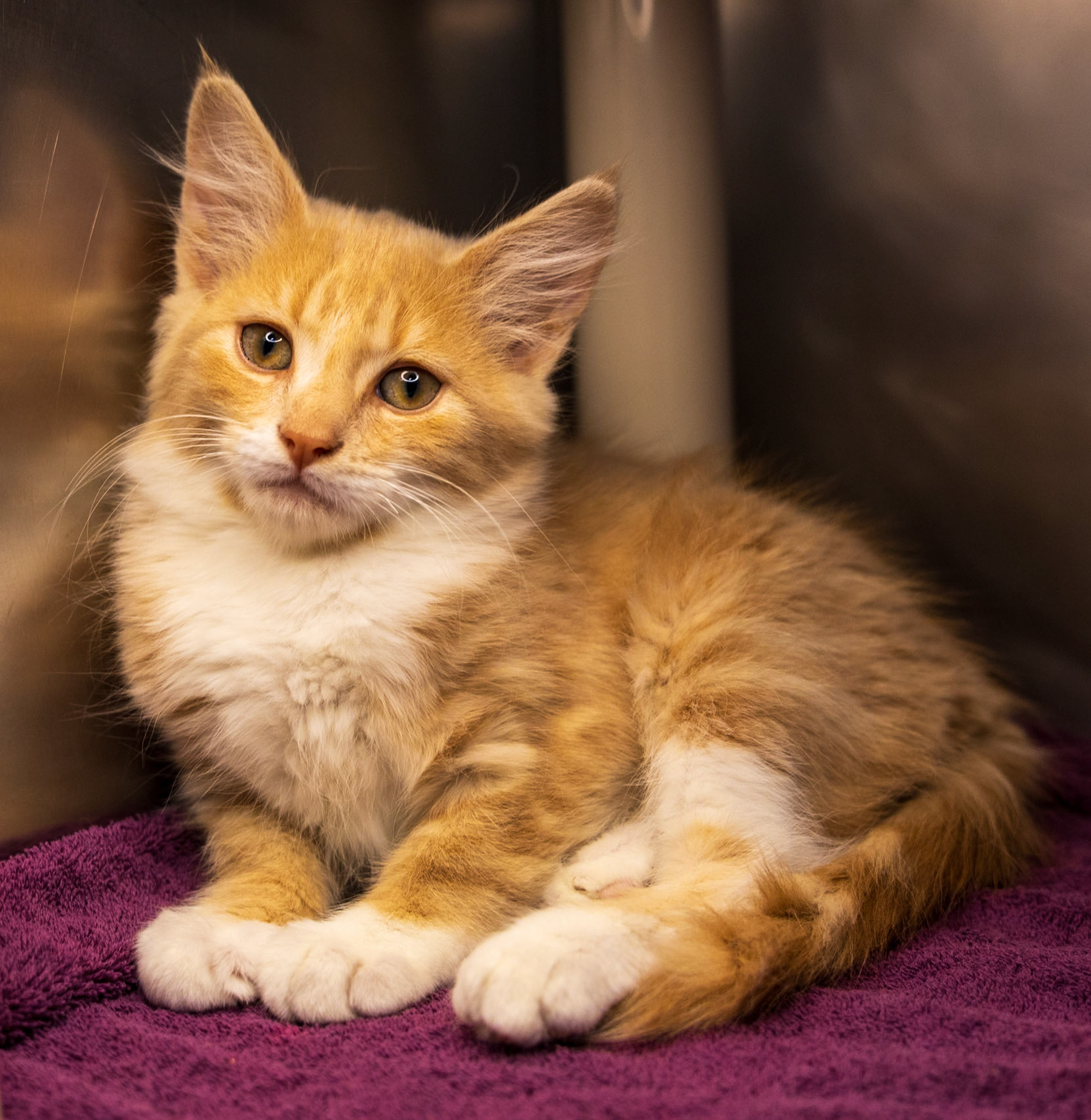 Pets in Need