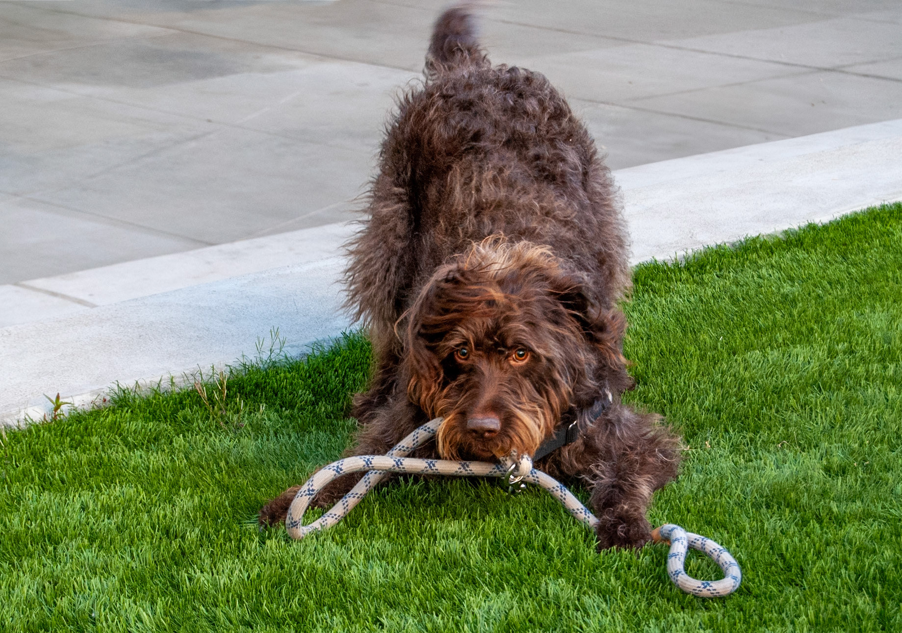 This good girl was super well behaved, but then got the zoomies, took her own leash, and tore around like crazy.