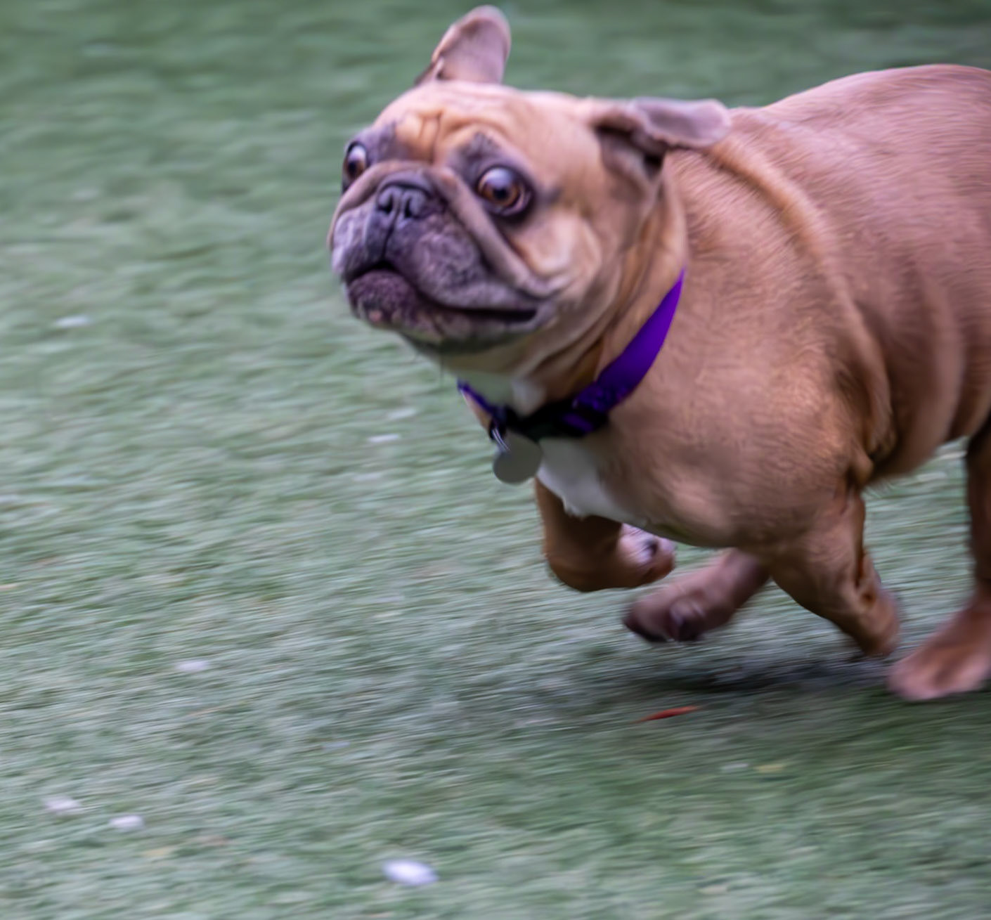 Pets in Need Shelter Visit, Redwood CIty, CA