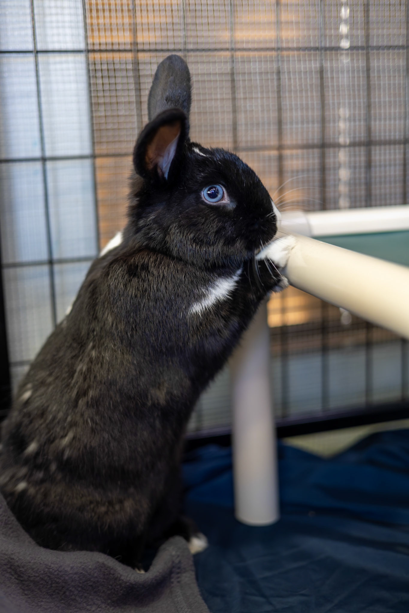 Pets in Need Palo Alto