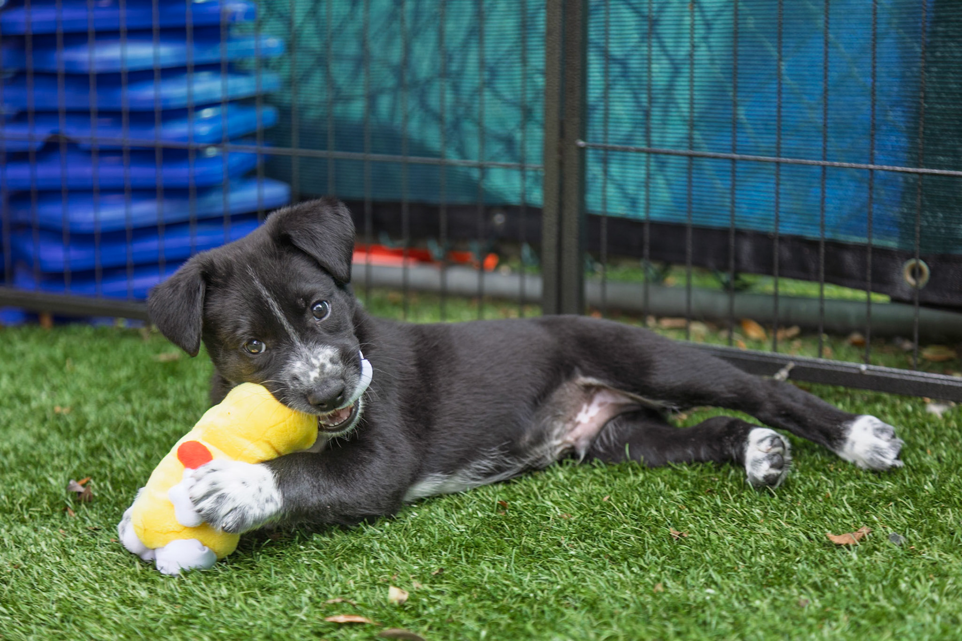 Pets in Need