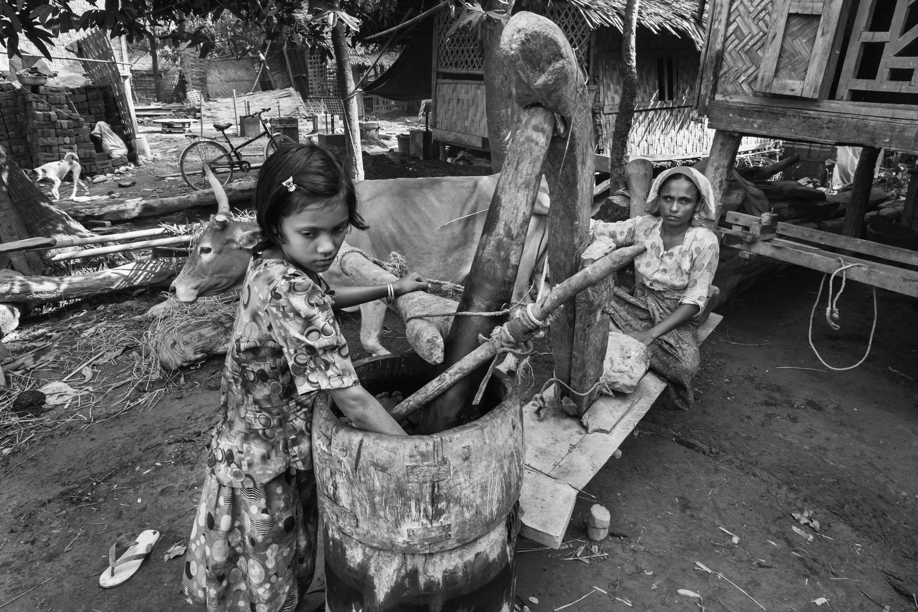 Rohingya villagers making oil from mustard seeds. Puangdok village, Mrauk-U, Rakhine, Myanmar, May 2016